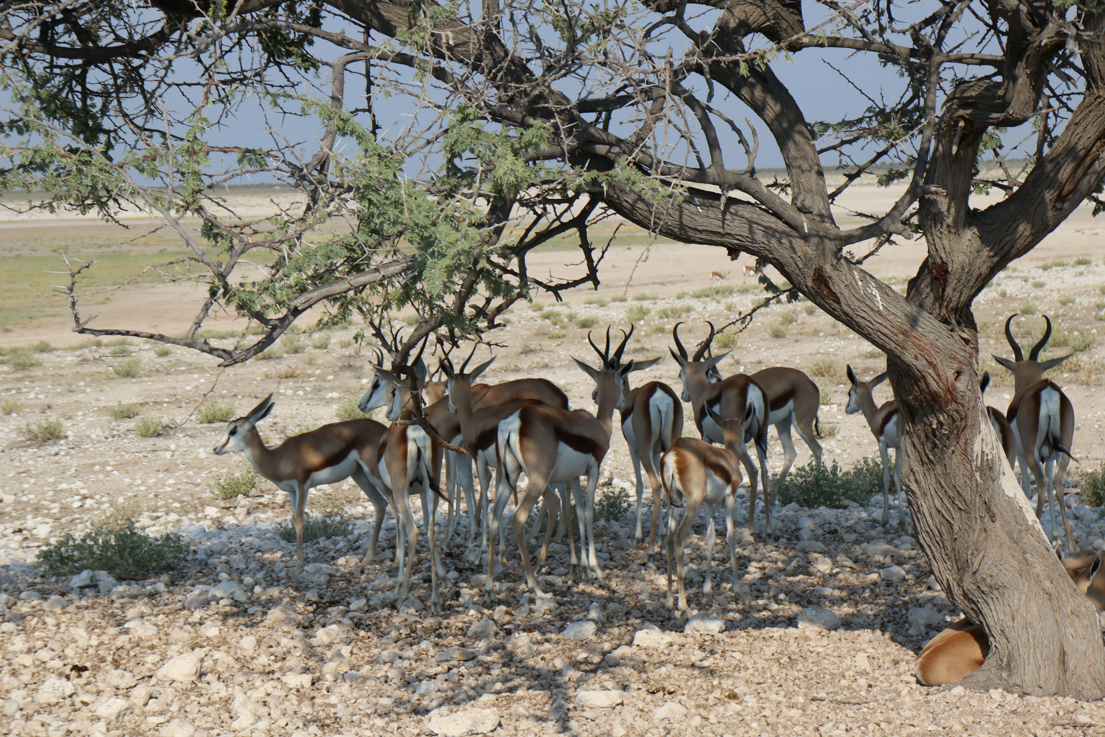 Gruppe von Antilopen unter einem Baum in einer trockenen Landschaft