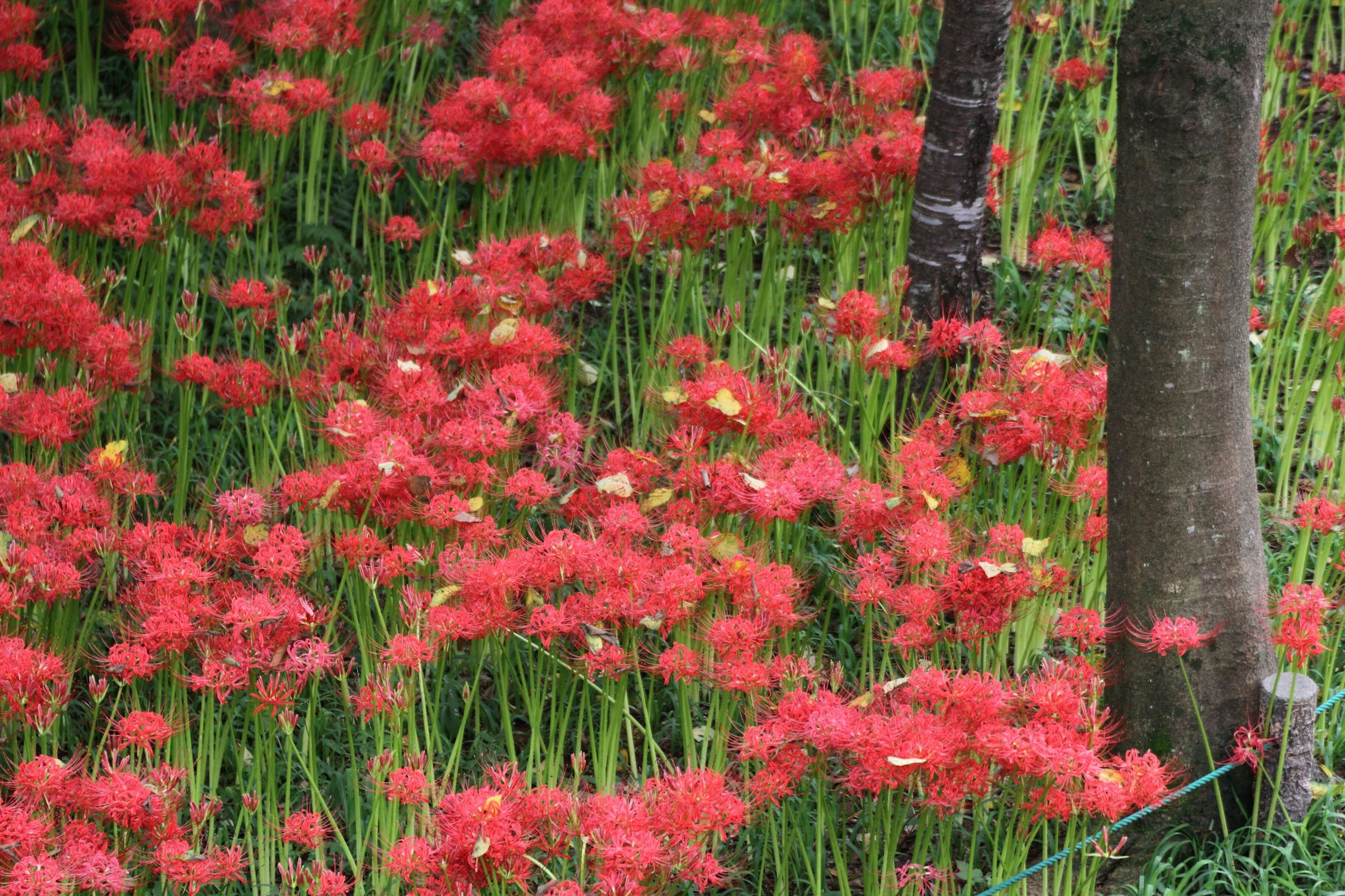 Ein Feld mit lebhaften roten Spinnenlilien im grünen Gras