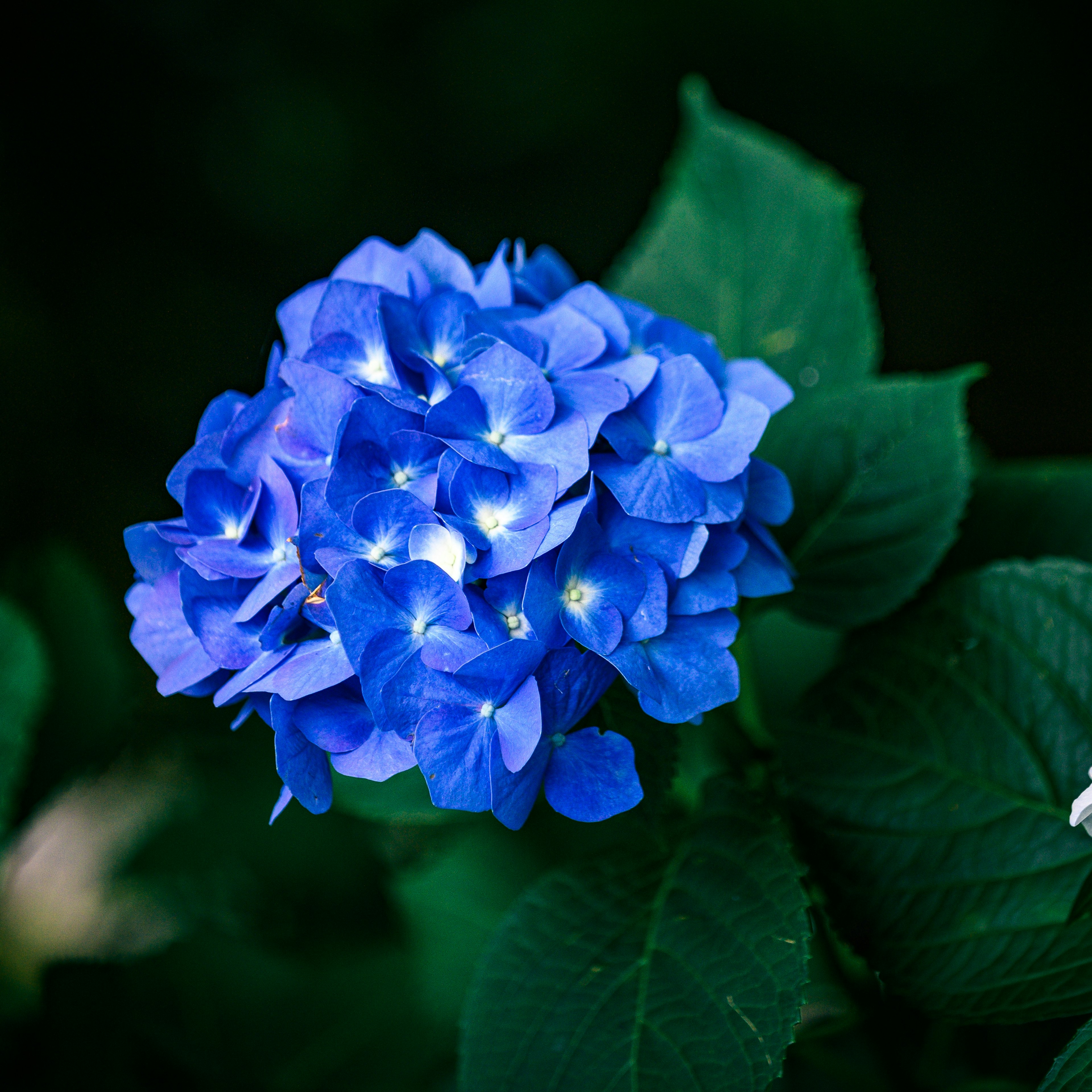 Una flor de hortensia azul floreciendo entre hojas verdes