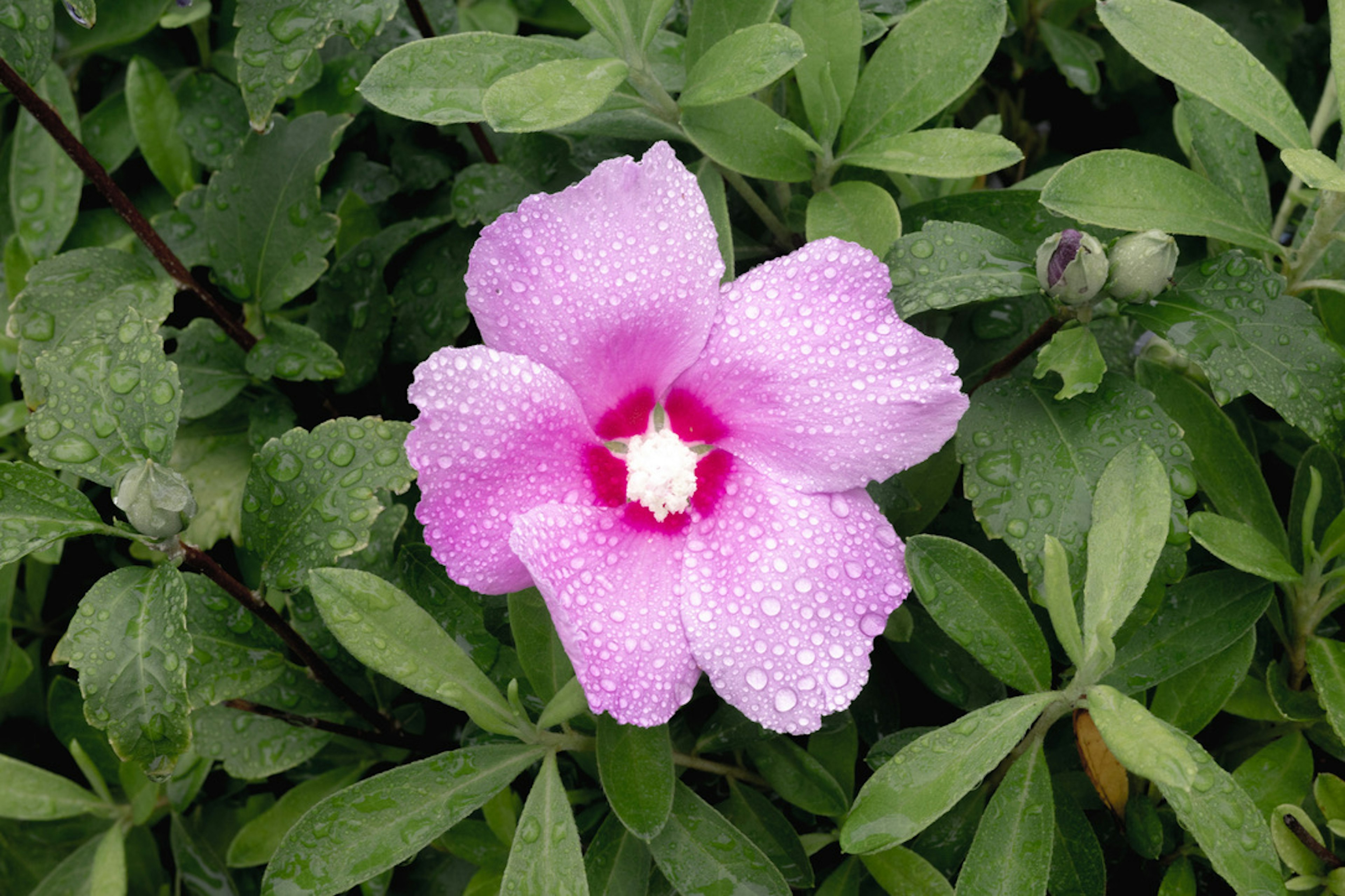 A pink flower with droplets on its petals among green leaves