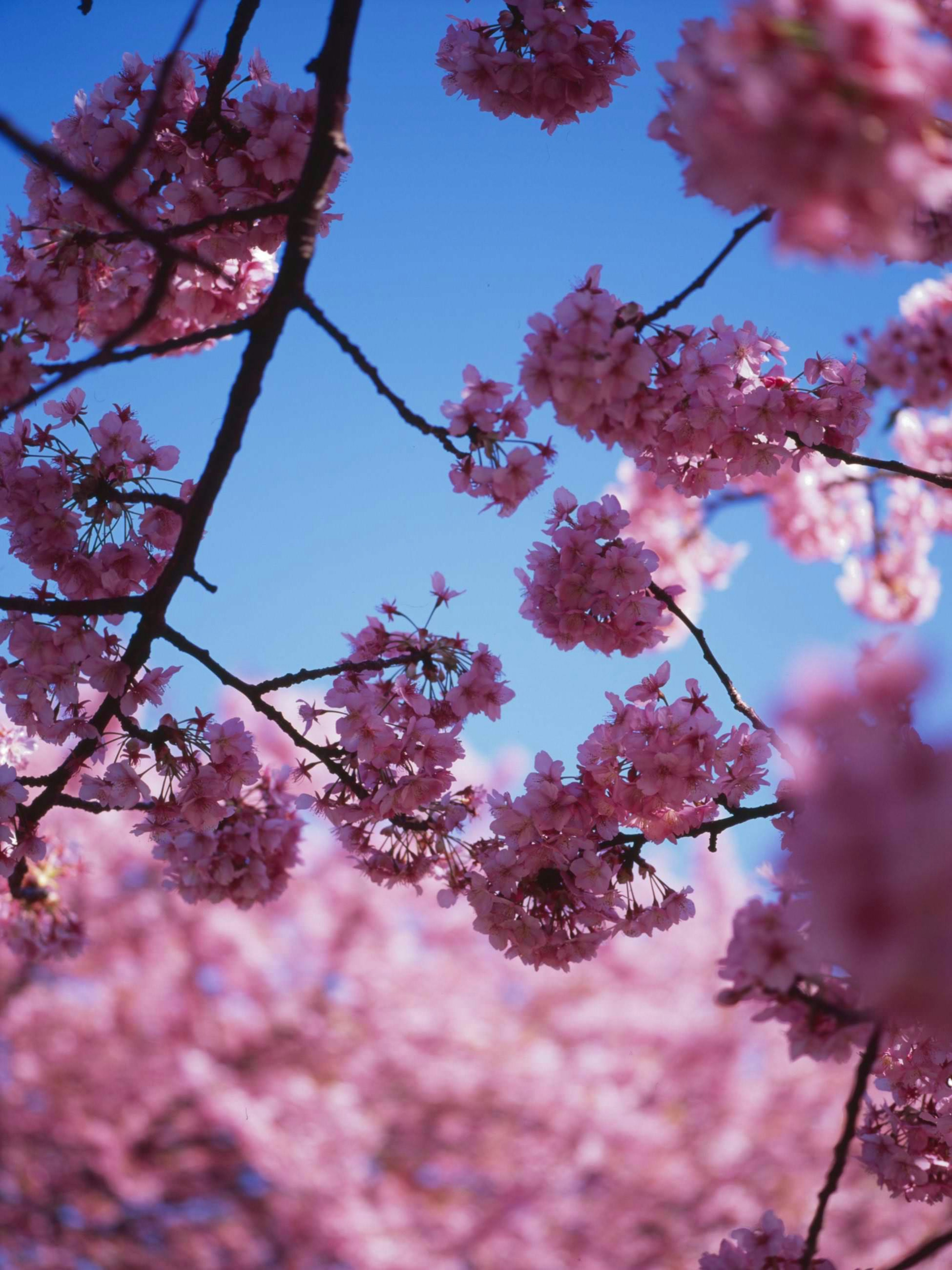 Close-up of cherry blossom branches against a blue sky