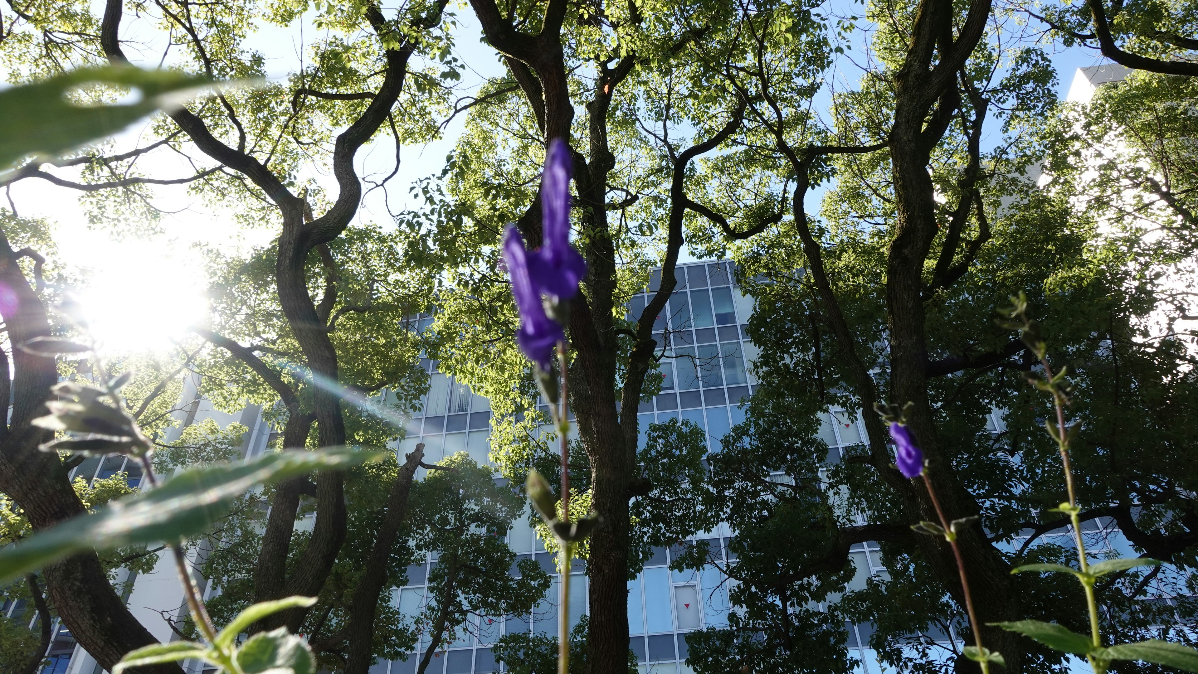 高層ビルの背景に紫色の花と太陽の光が差し込む森