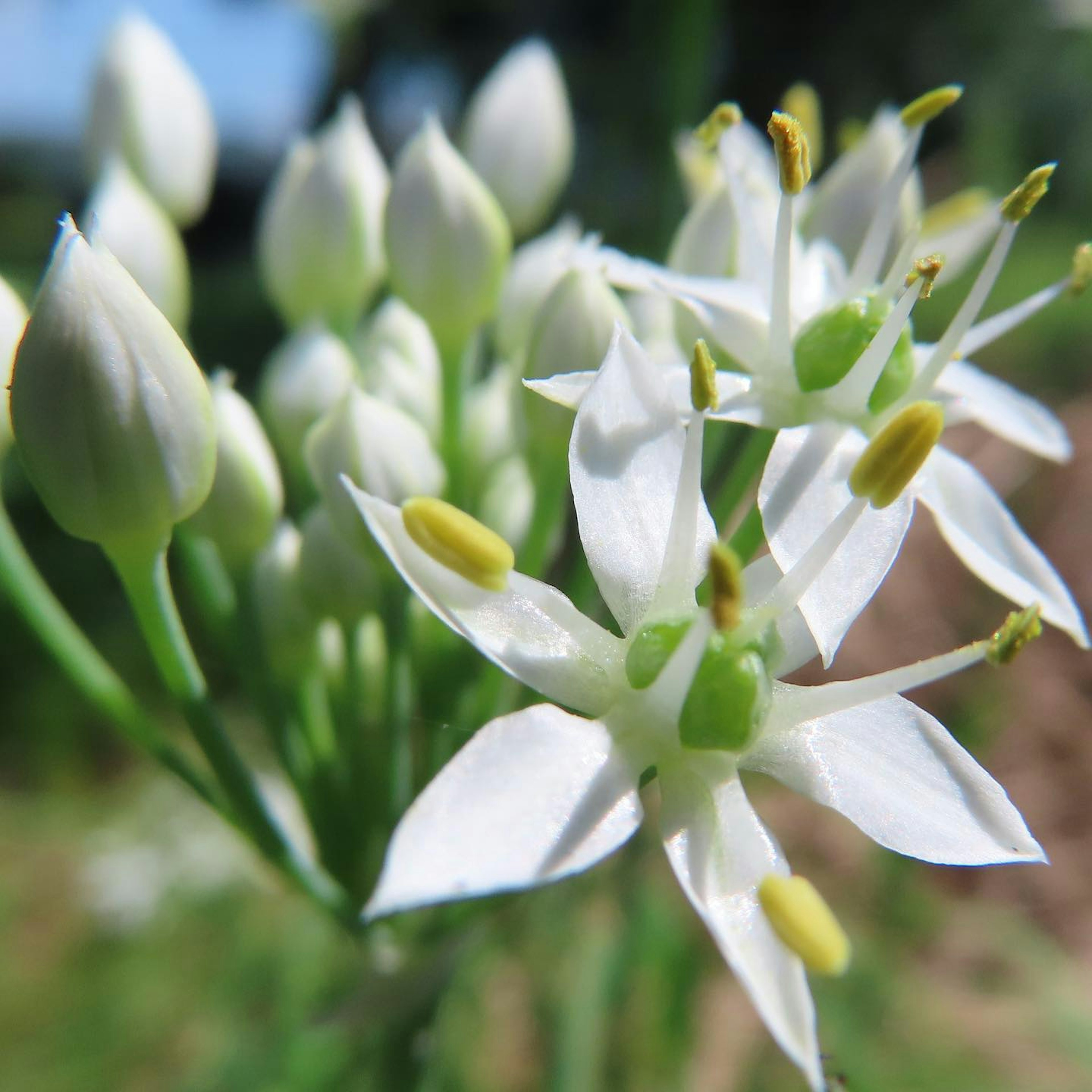 Gros plan d'une plante avec des fleurs blanches et des boutons