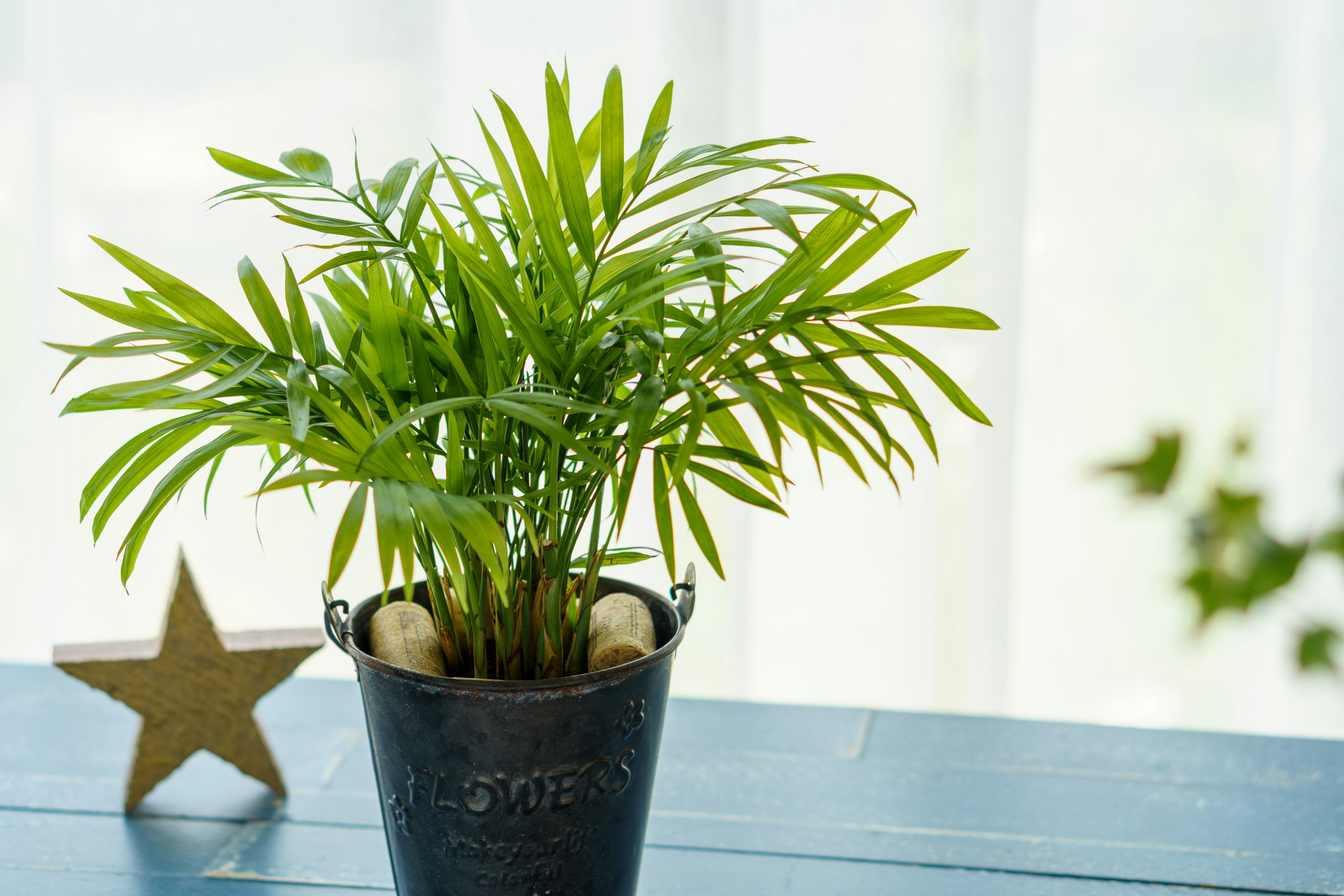 Tanaman kecil dengan daun hijau dalam pot hitam di atas meja biru