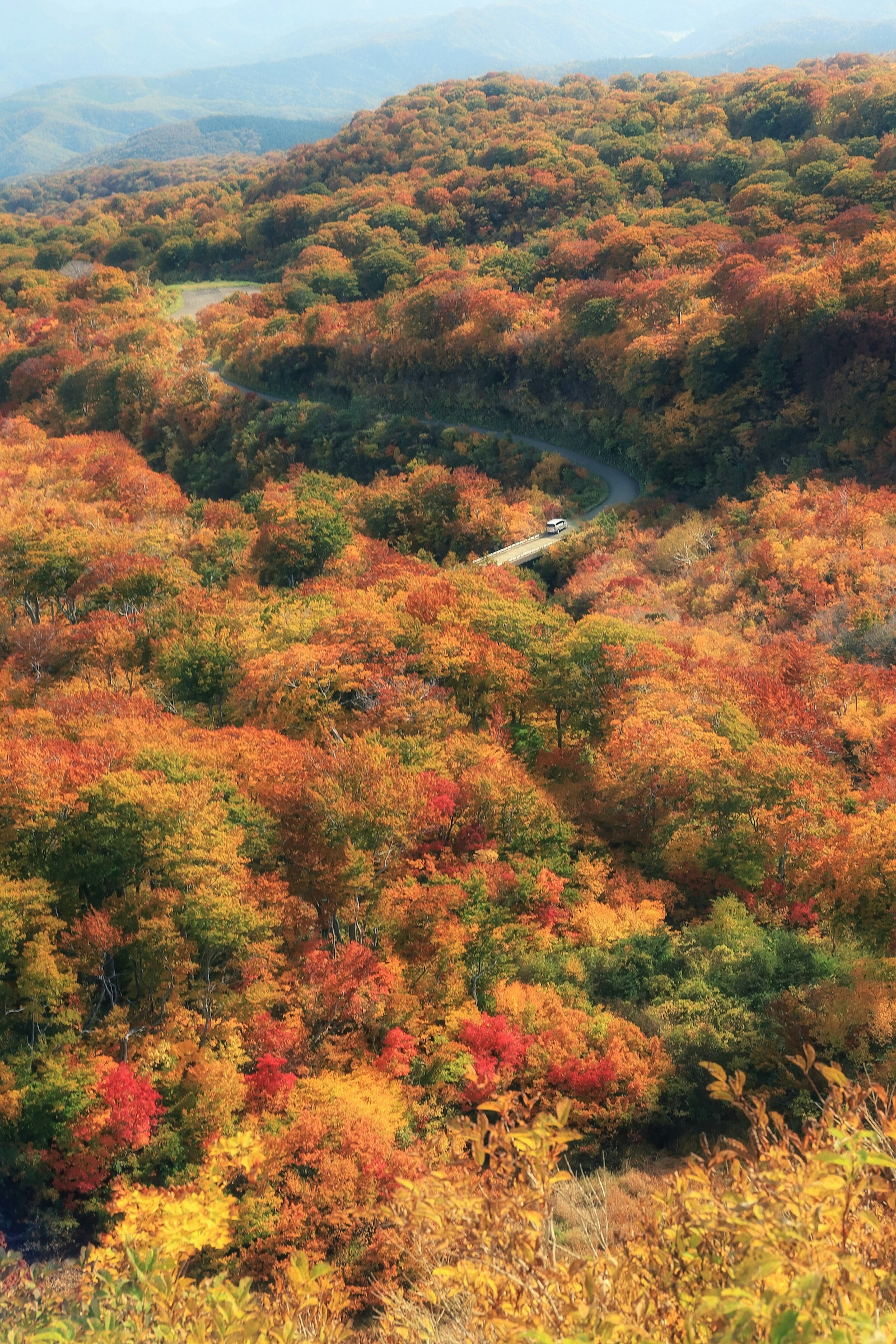 Vibrant autumn forest landscape with mixed green and orange foliage