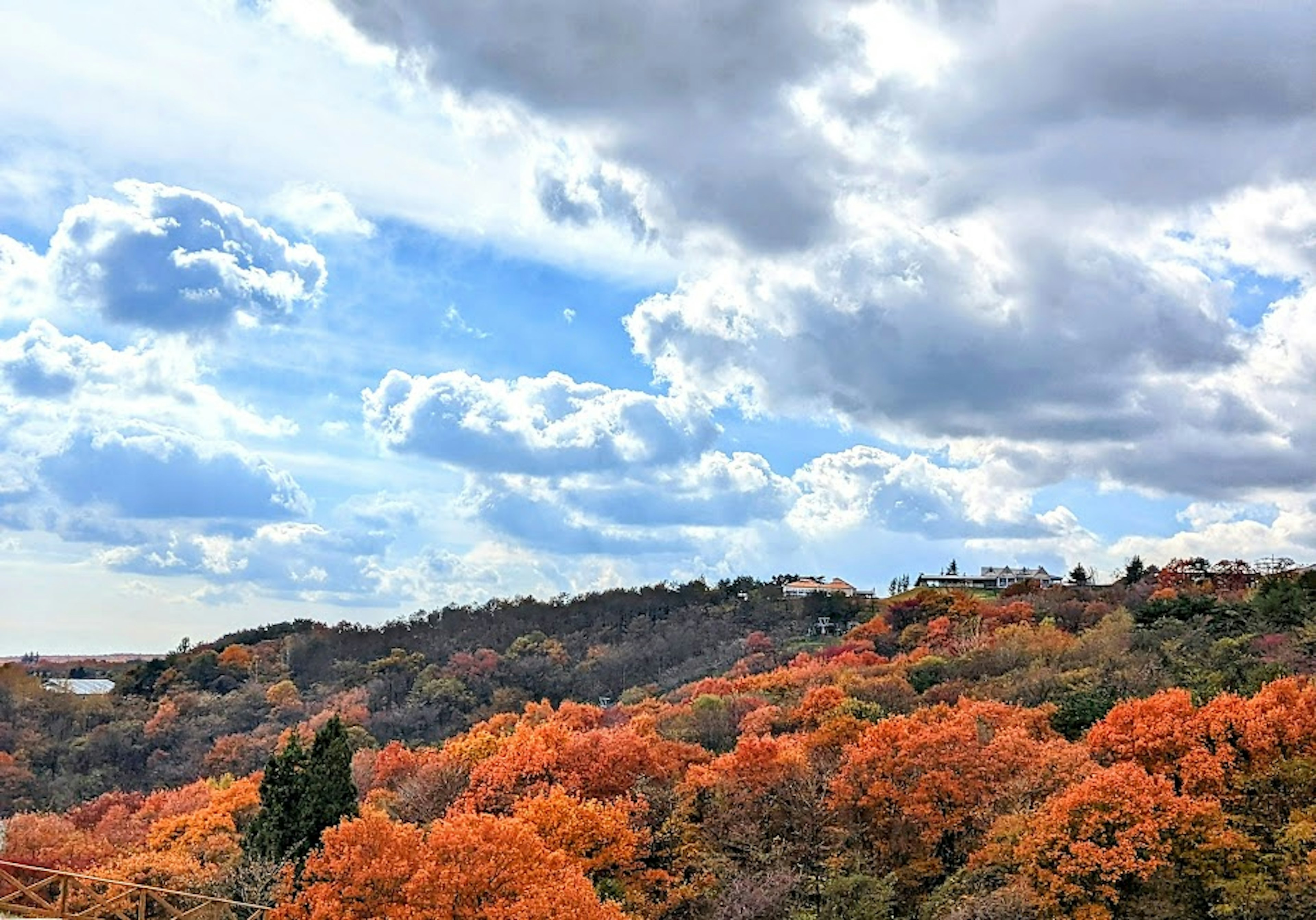 美しい秋の風景で赤やオレンジの葉が広がる木々と青い空