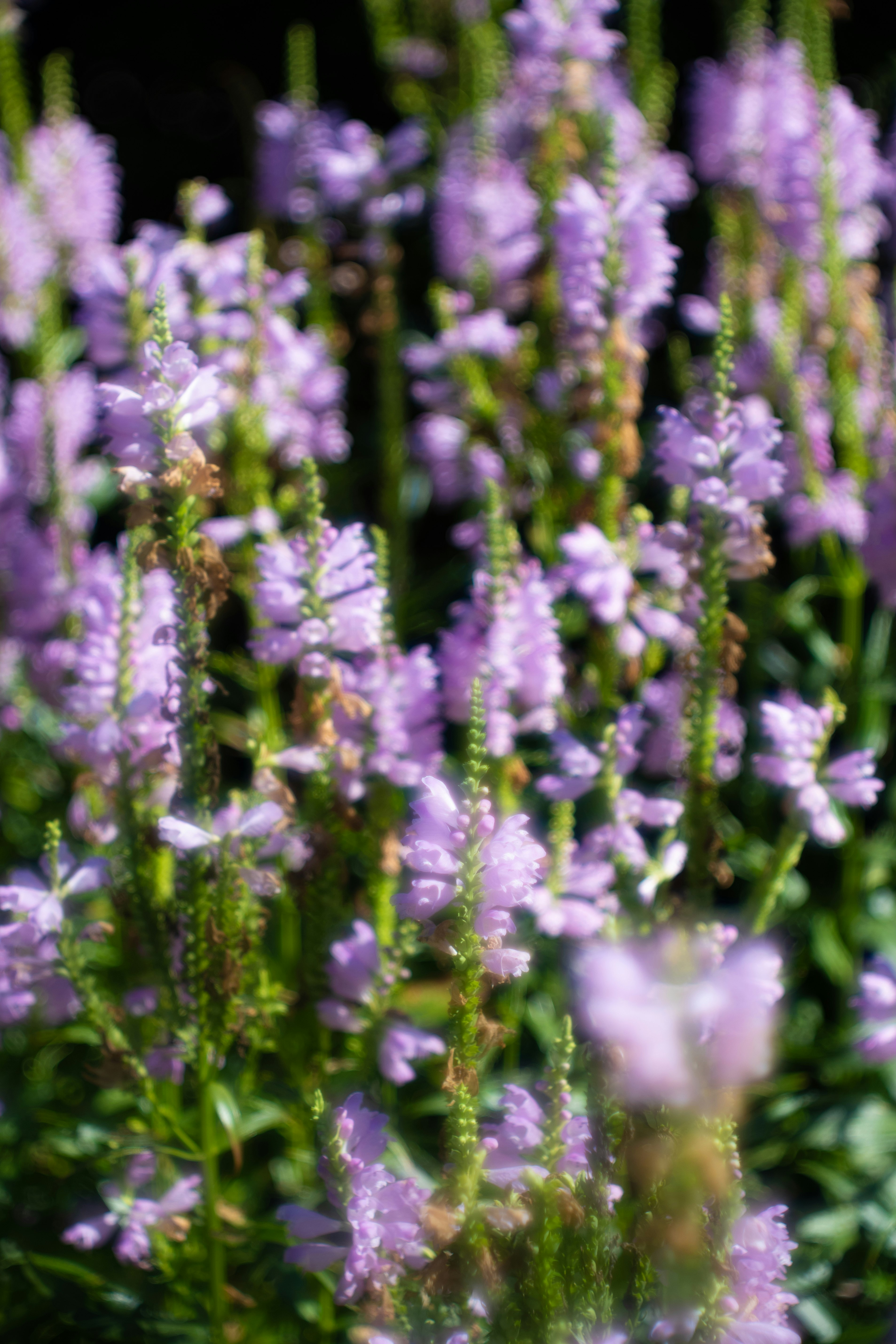 Cluster of purple flowering plants in soft focus