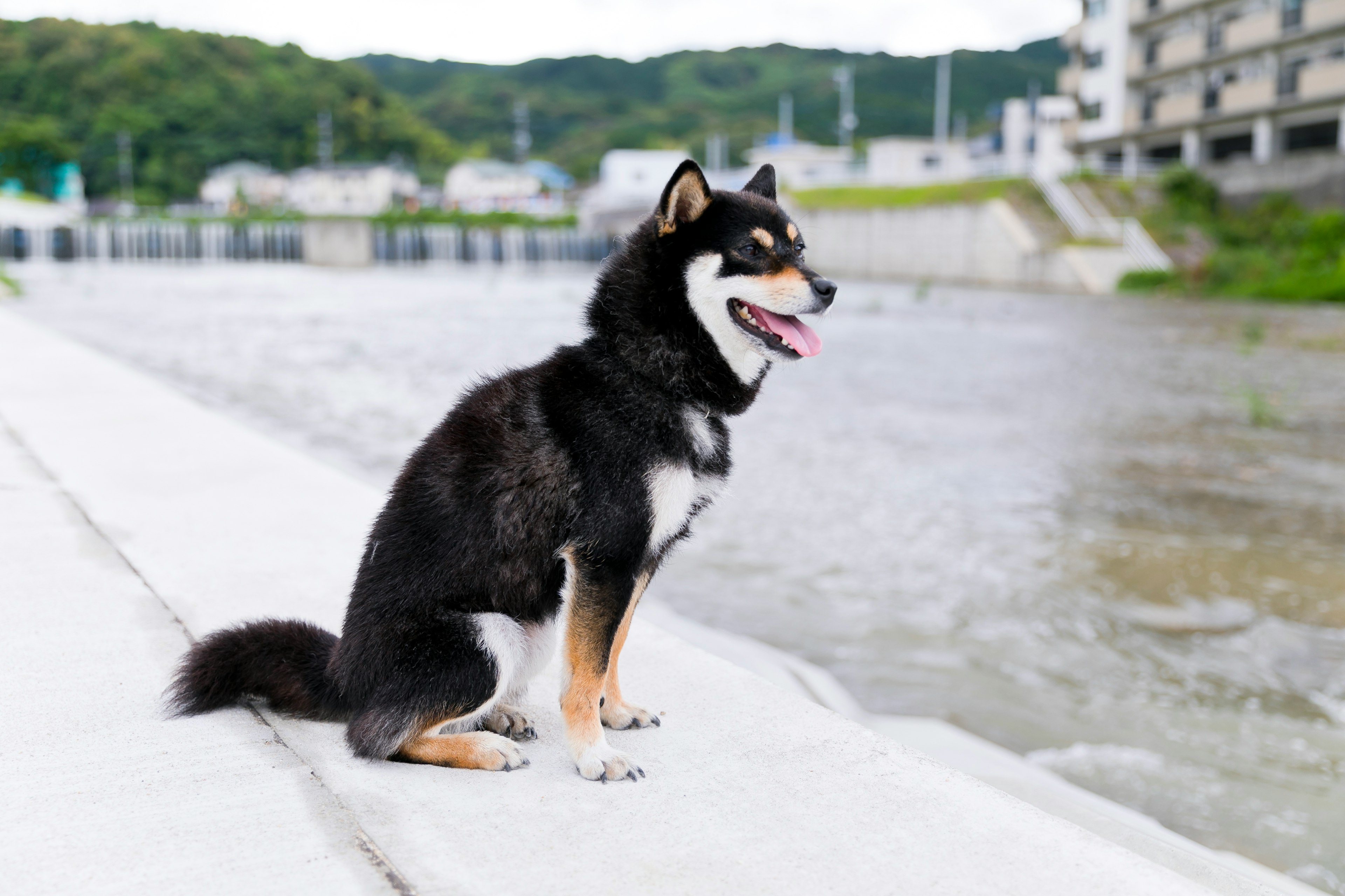 川のそばに座っている黒い柴犬