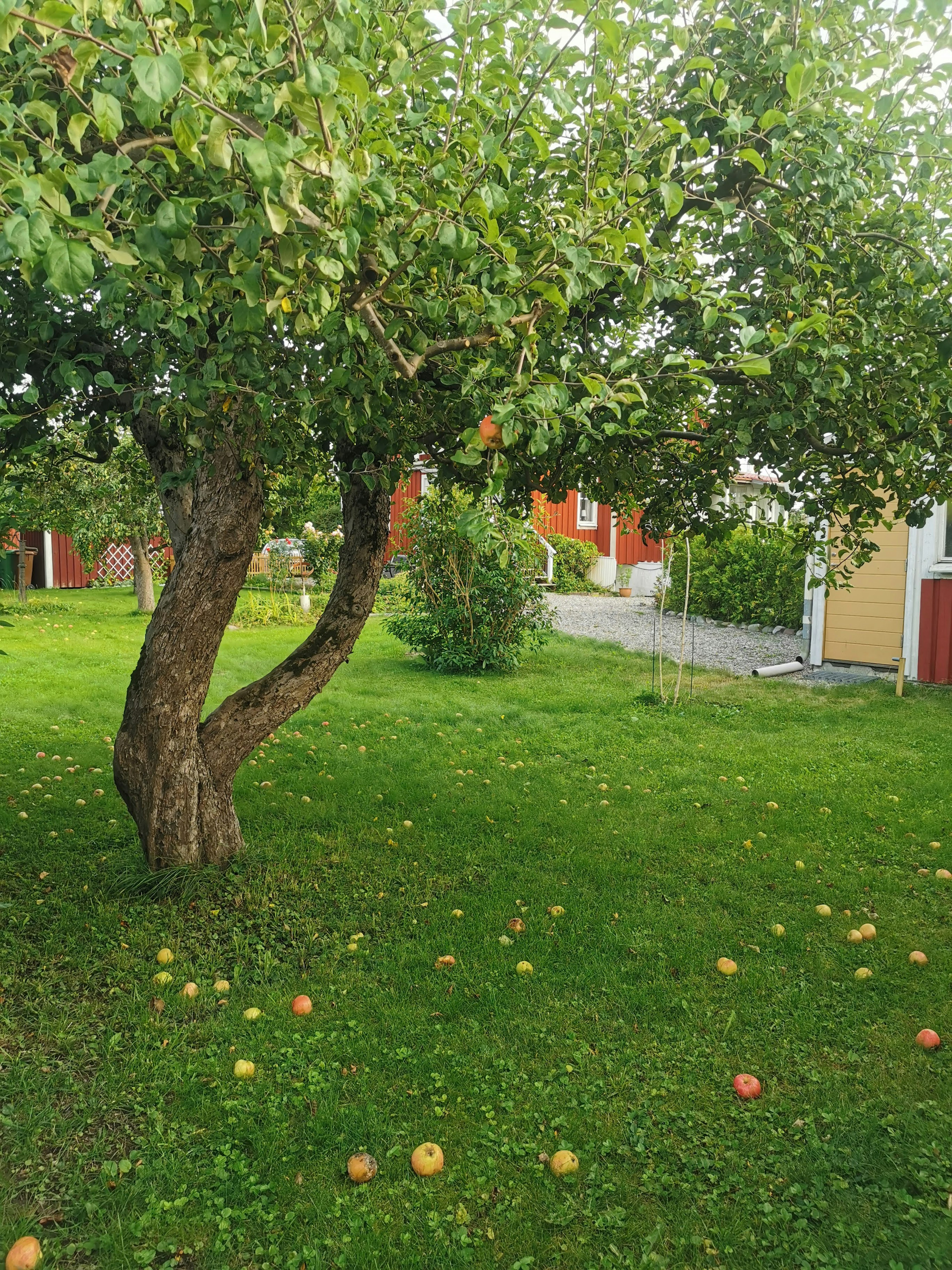 Paisaje con un manzano y manzanas caídas en el césped verde