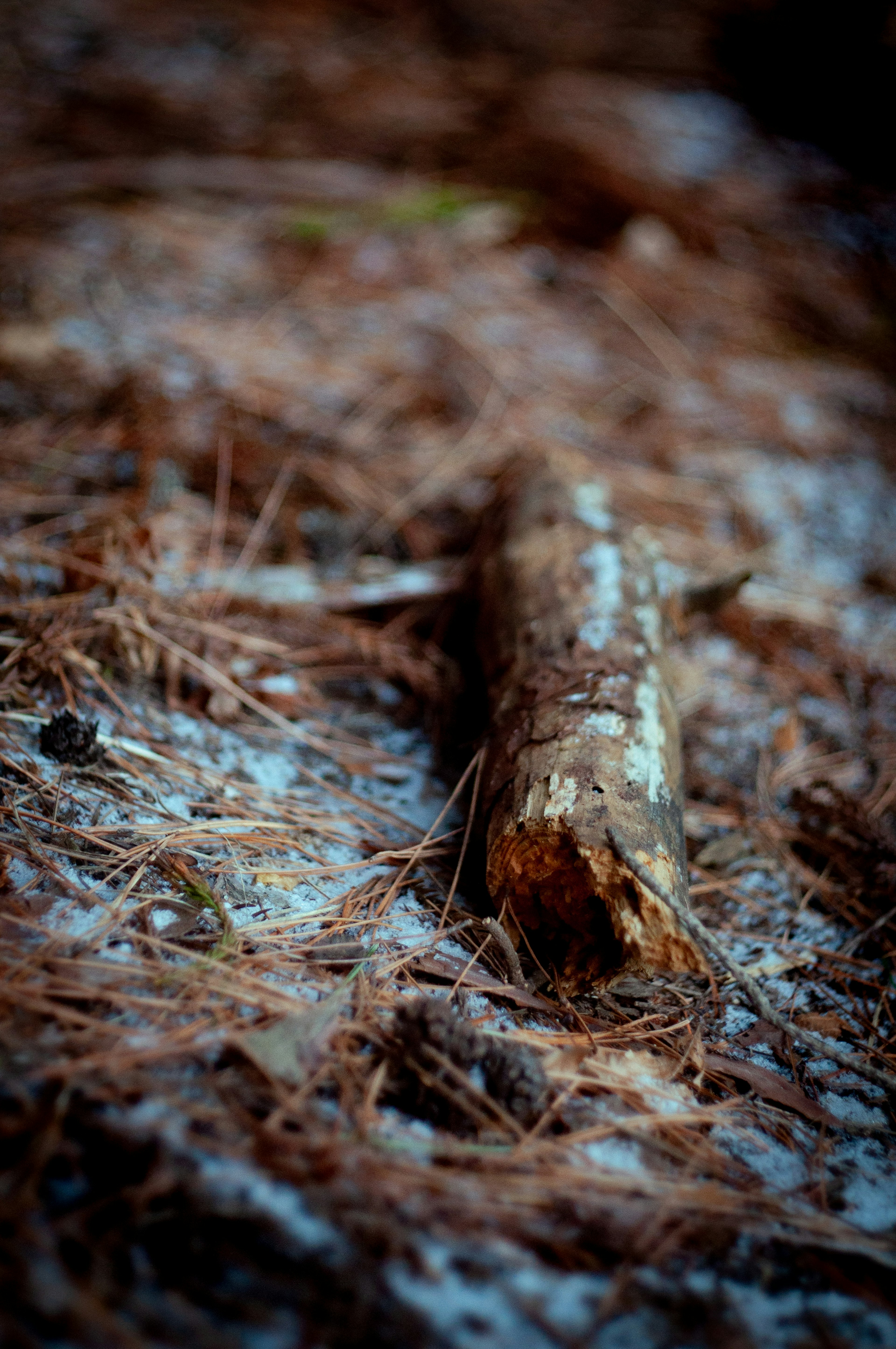 Close-up of a fallen log surrounded by pine needles