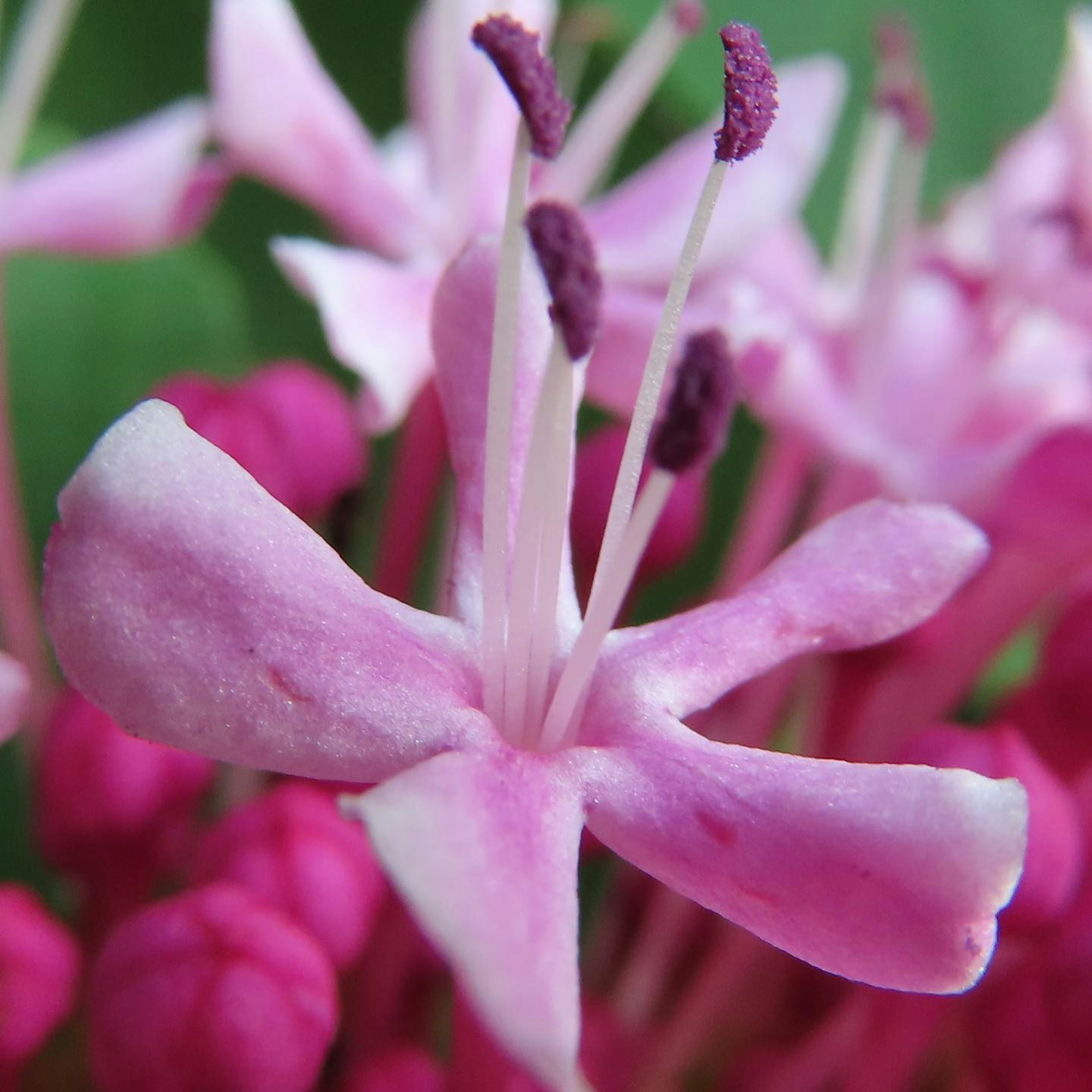 ピンクの花のクローズアップで、特徴的な花弁と雄しべが見える