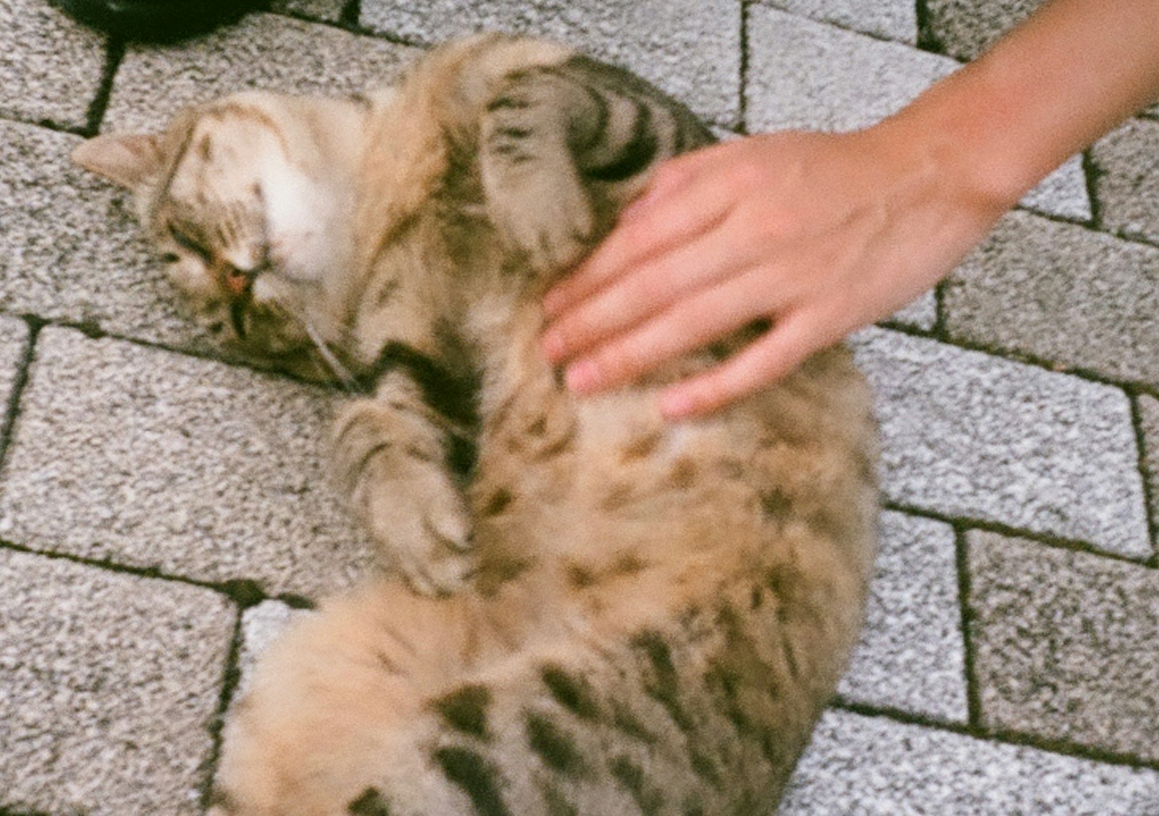 猫が横になってお腹を撫でられている様子