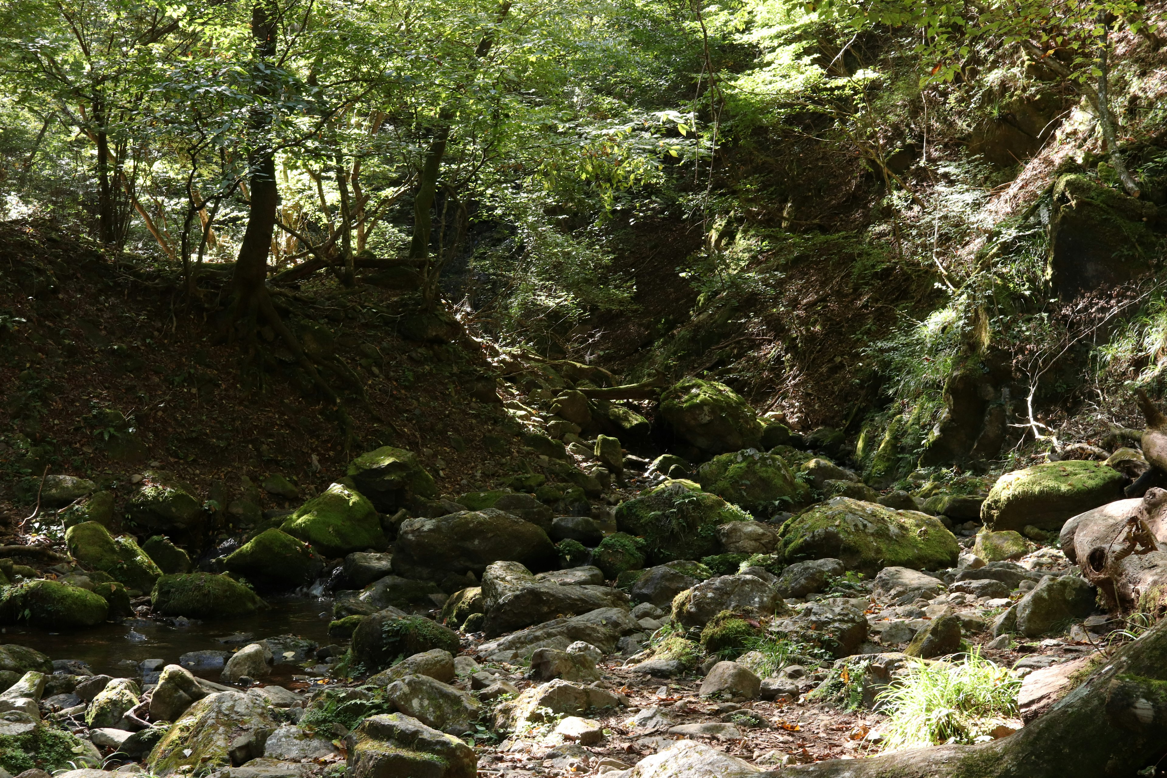 Üppiger Waldweg mit moosbedeckten Steinen