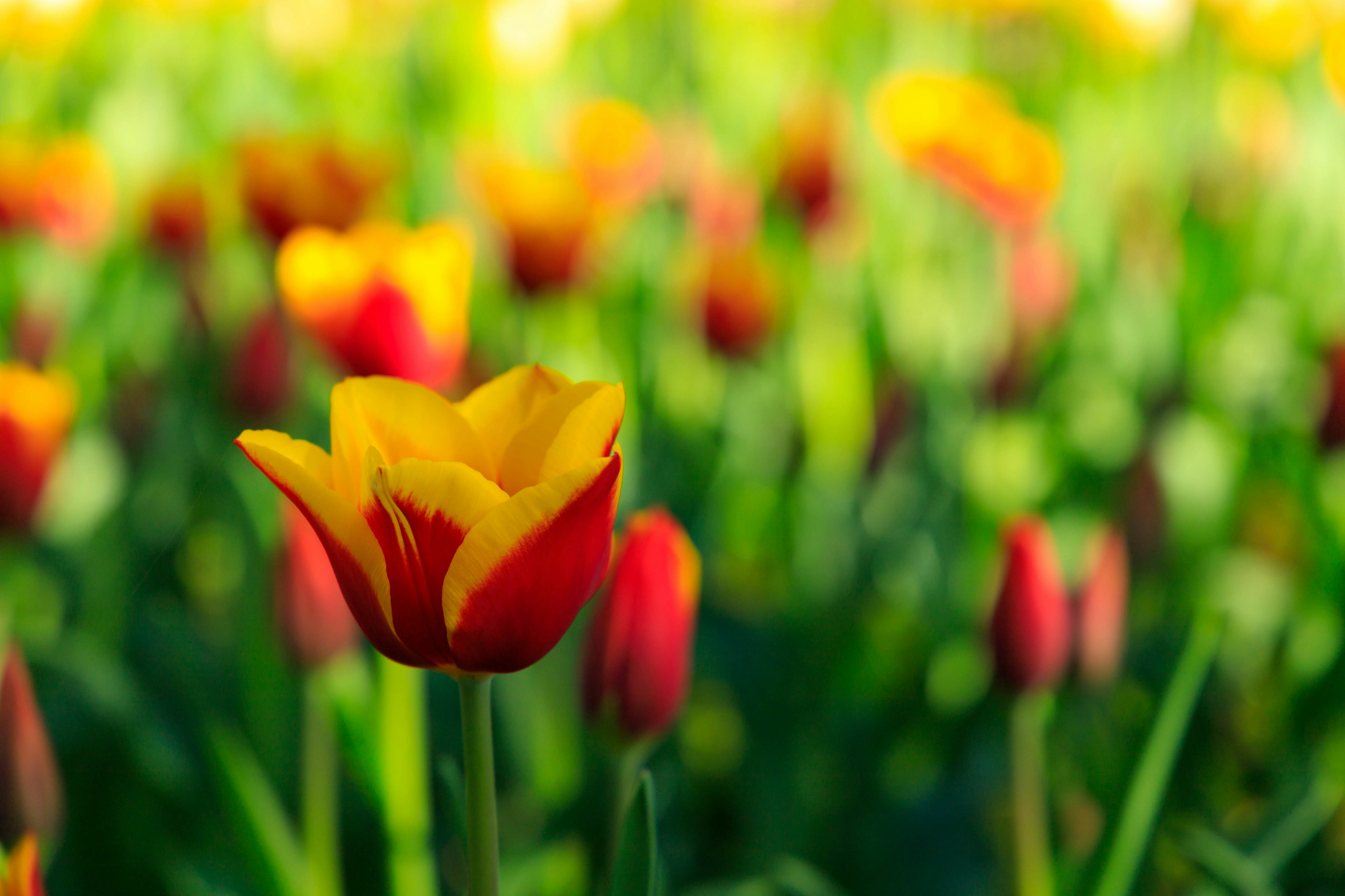 Gros plan sur des tulipes rouges et jaunes vives dans un champ de fleurs