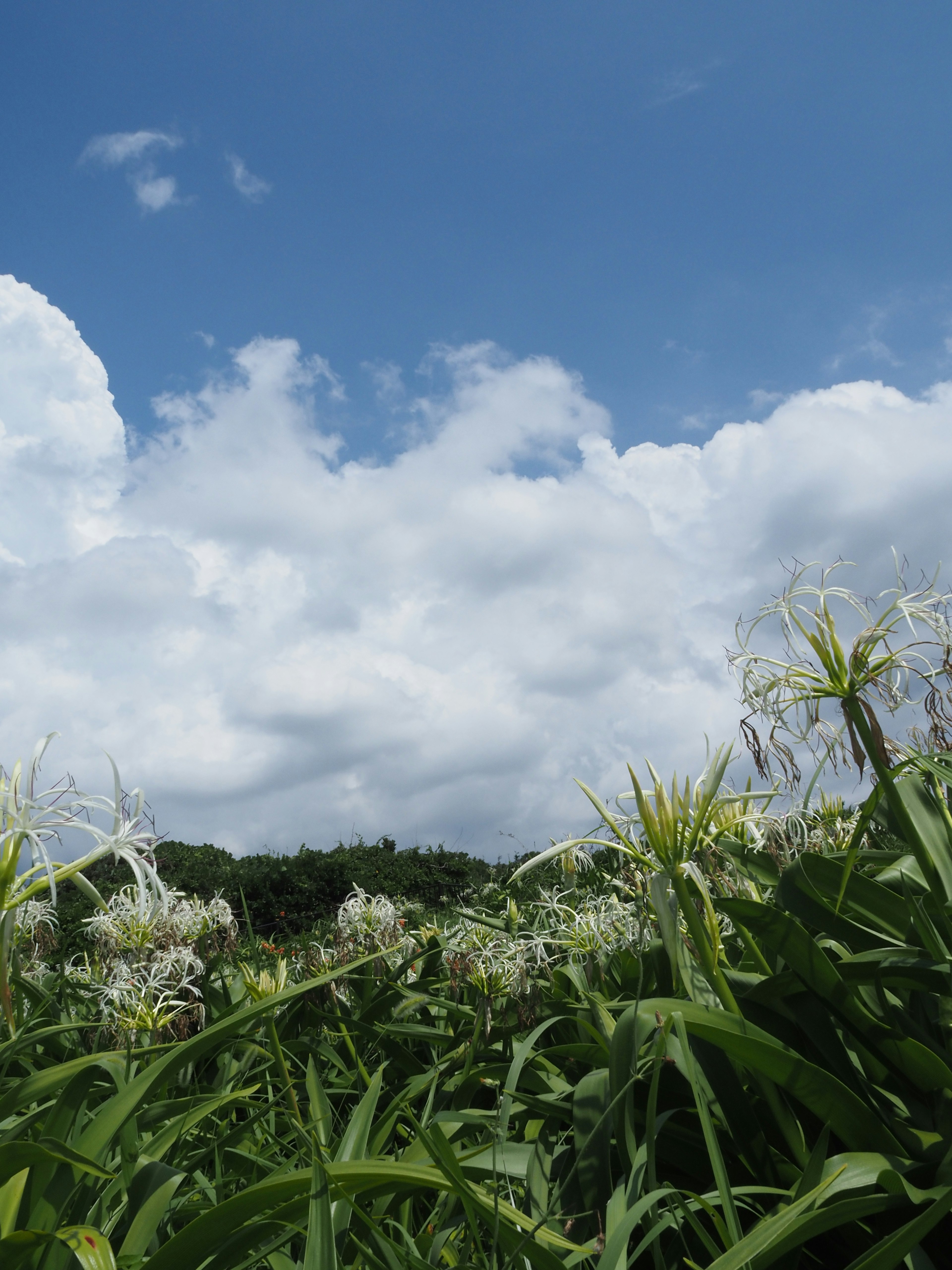 Piante verdi con fiori bianchi sotto un cielo blu e nuvole bianche