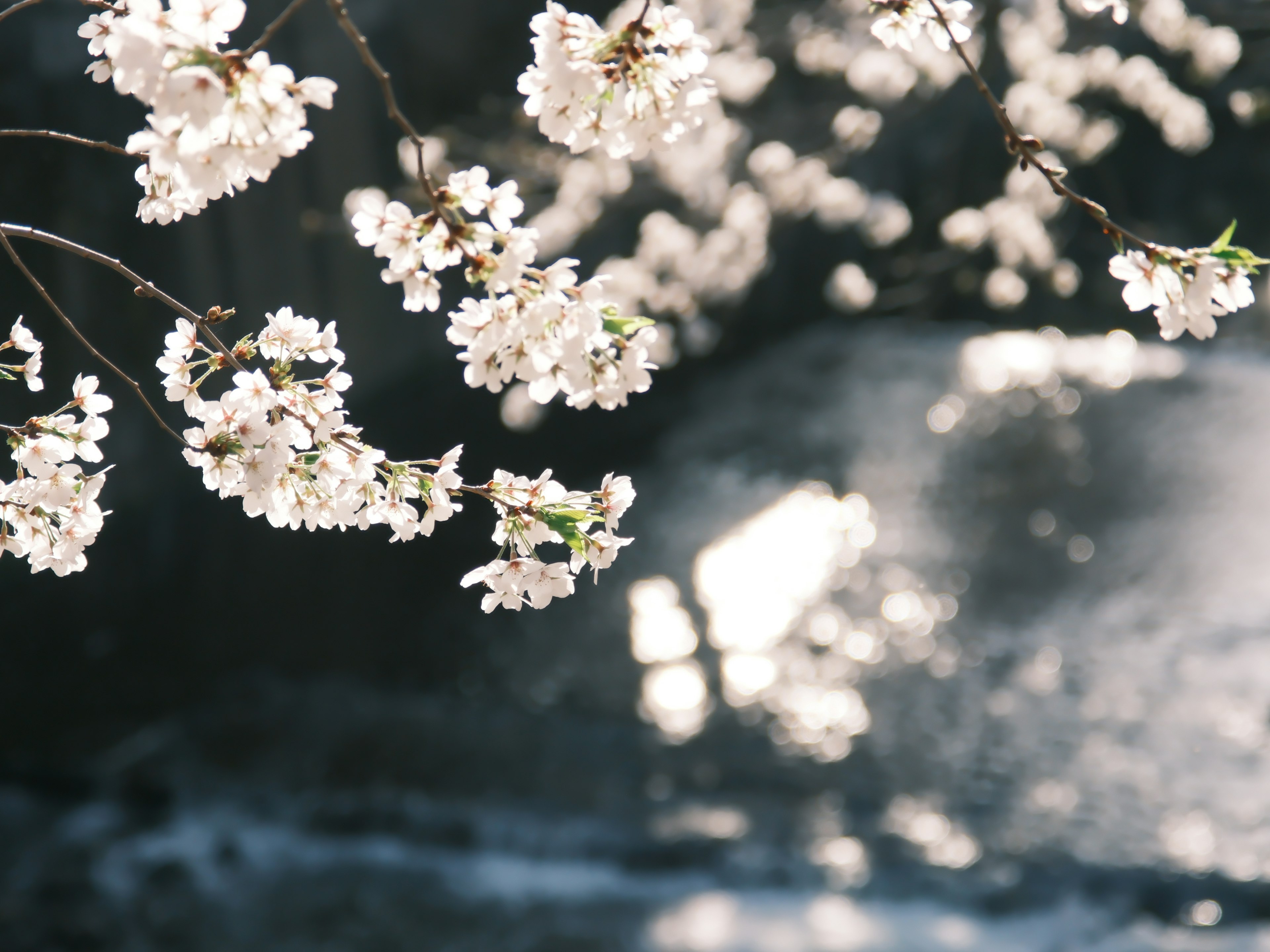 Cabang bunga sakura dengan bunga putih dan refleksi di air