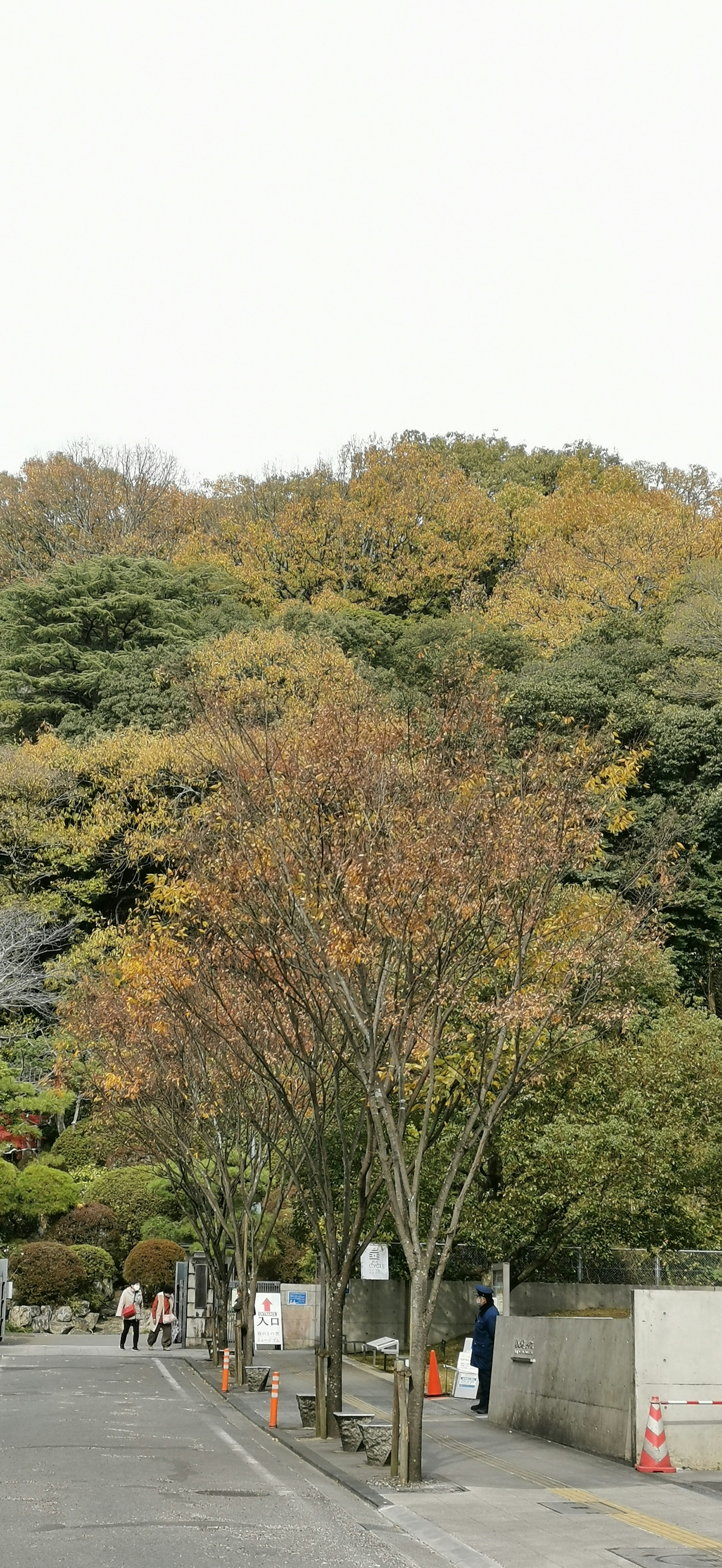 安静的道路场景，树木展现秋季色彩