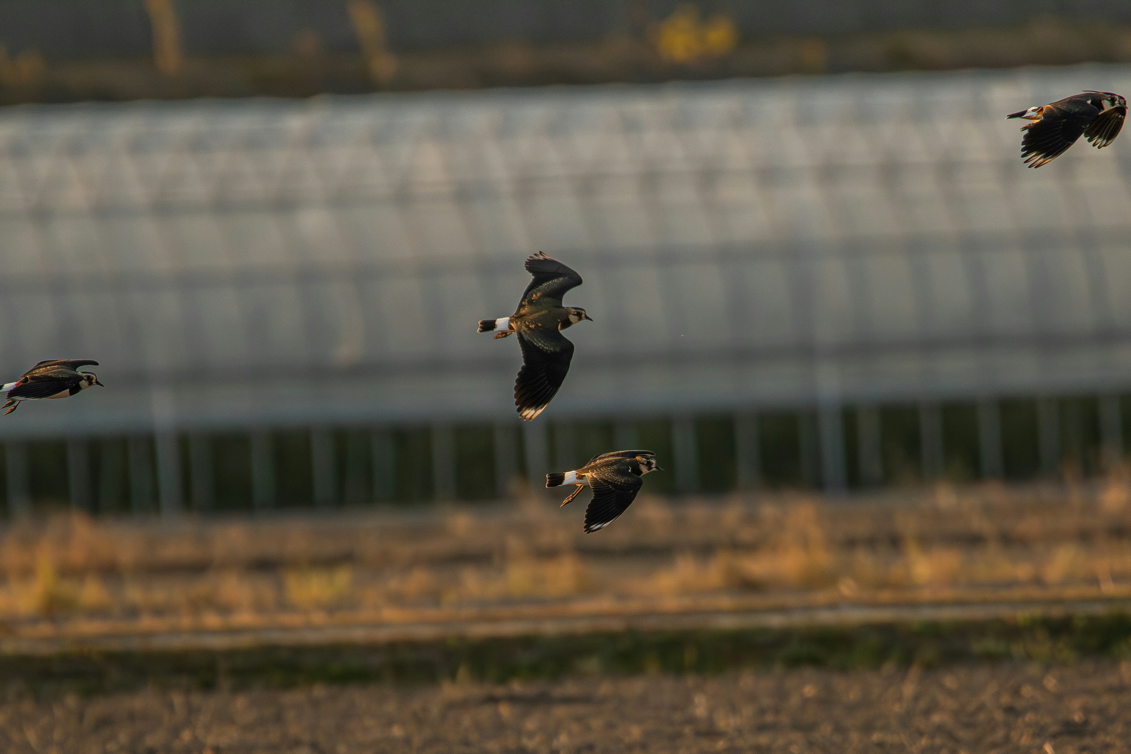 Birds flying over a field with a greenhouse in the background