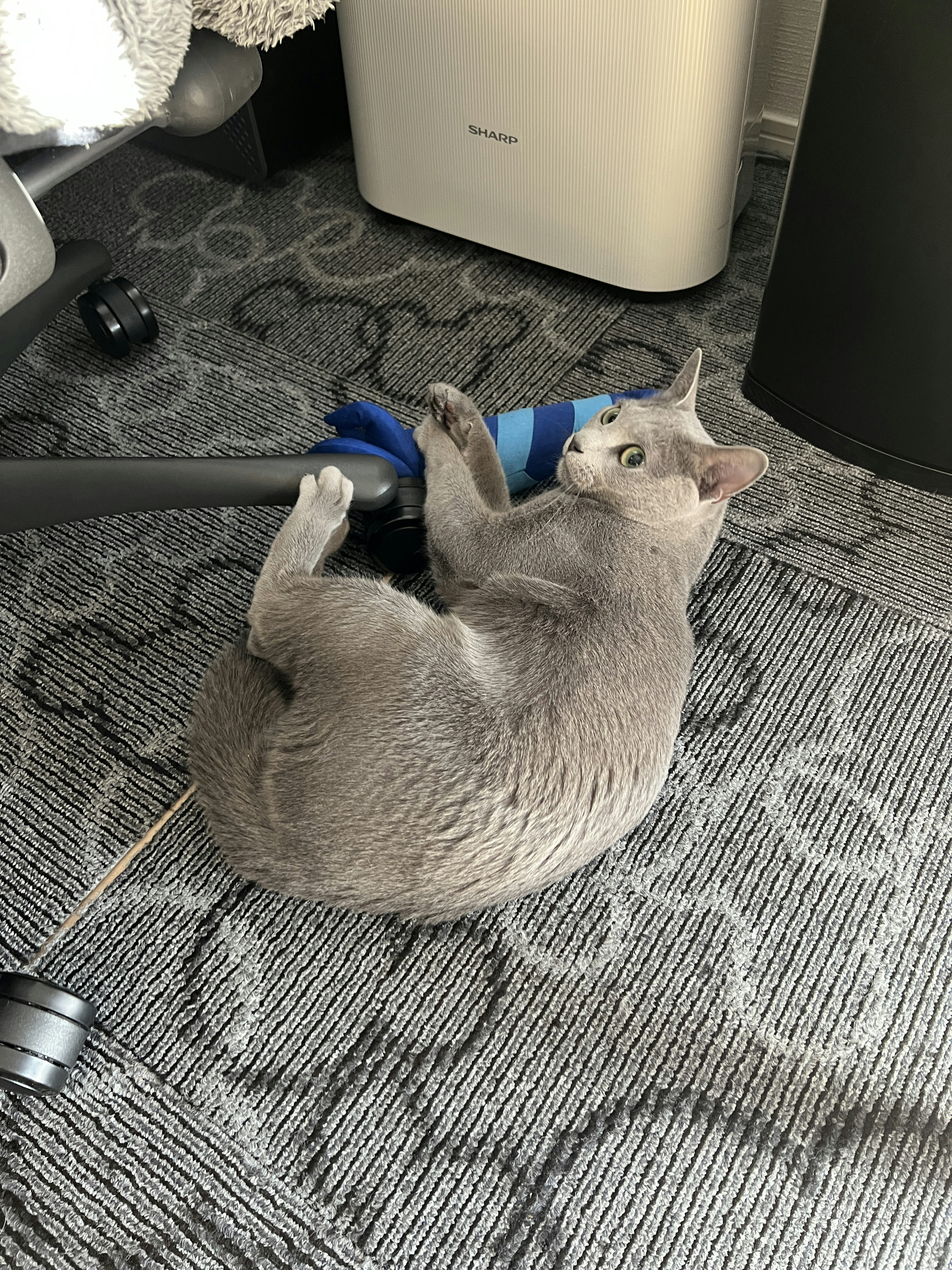 Gray cat playing with a blue toy