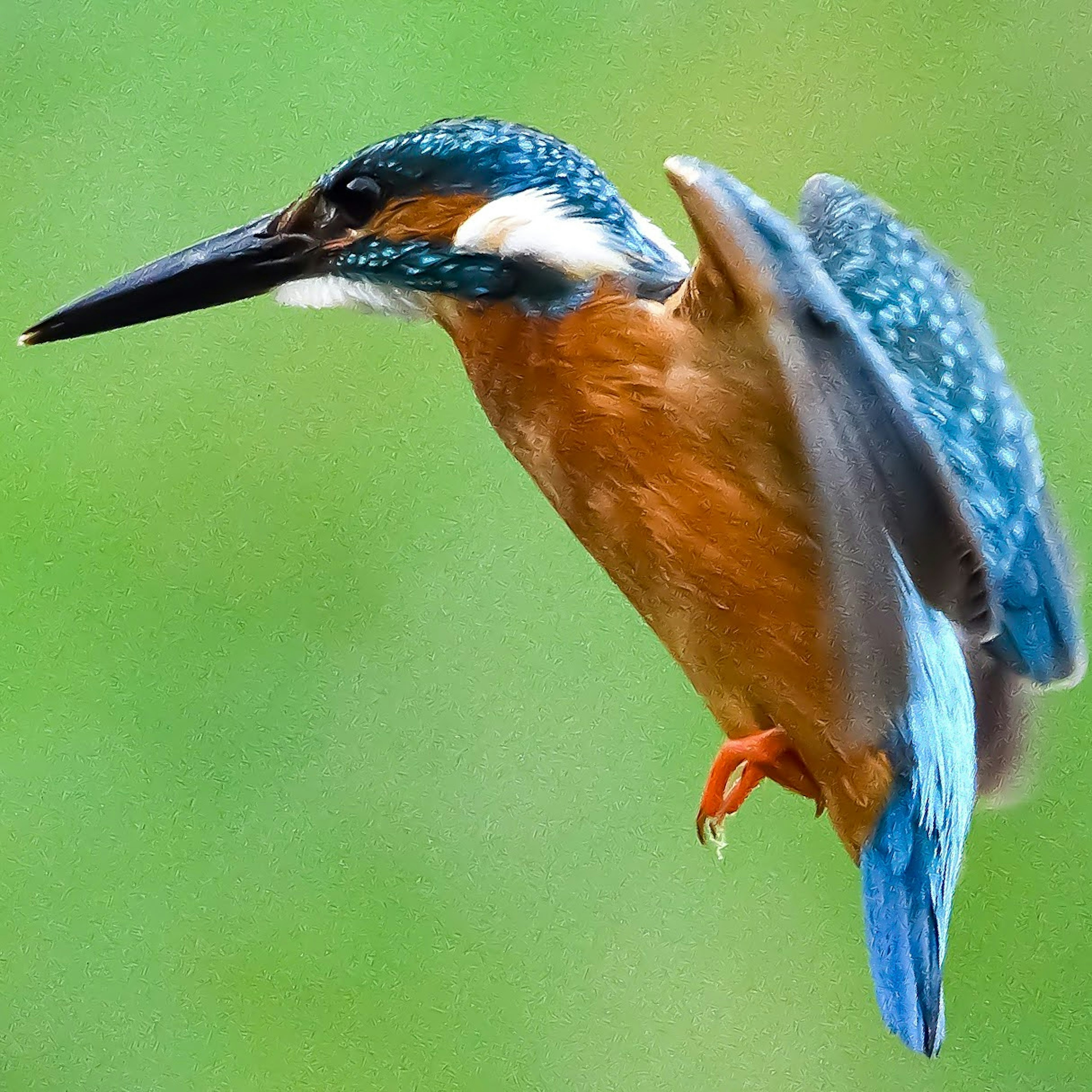 Seekor raja udang biru dan oranye yang cerah terbang di udara