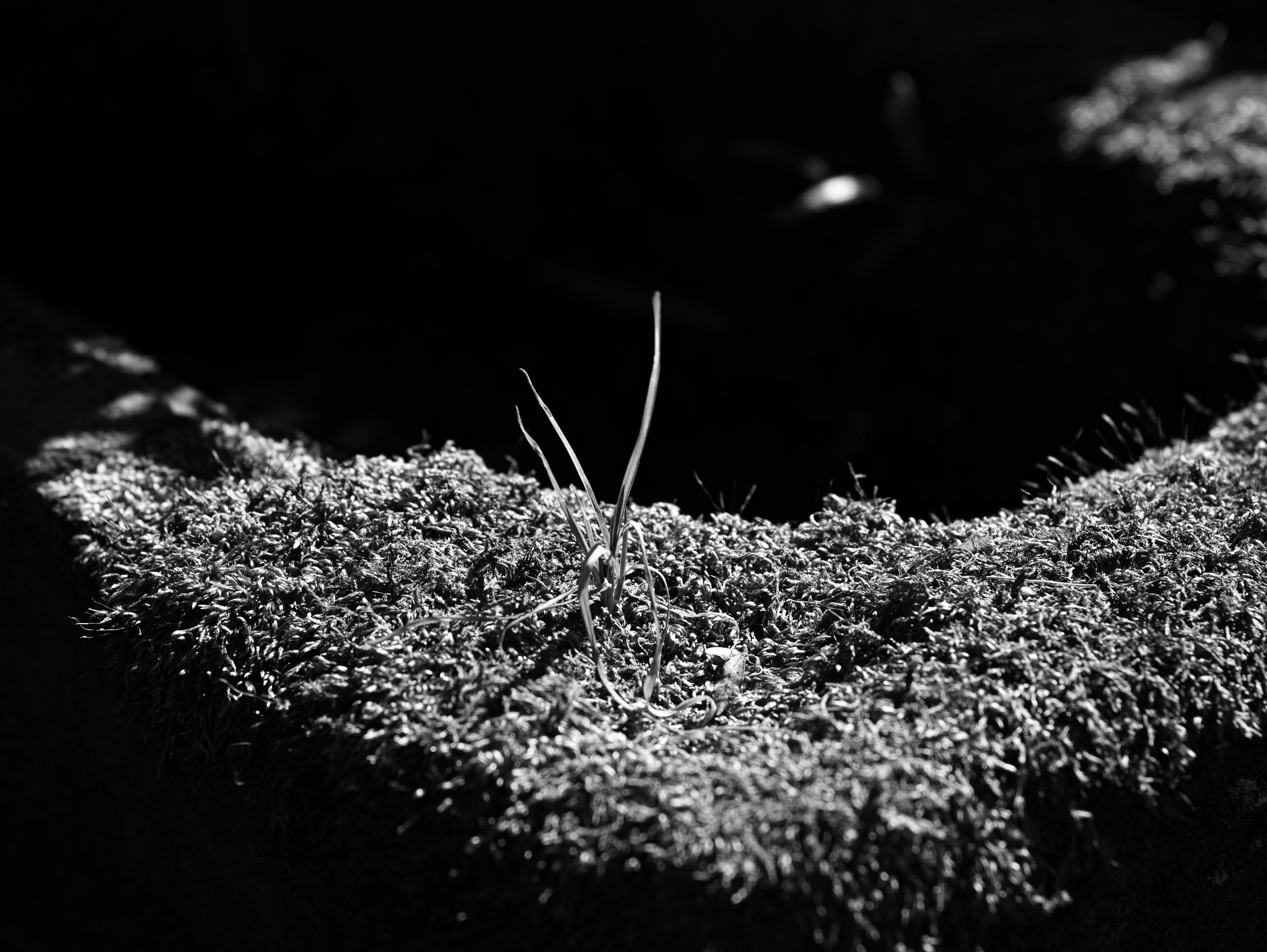 Herbe fine et longue poussant sur une surface texturée en noir et blanc