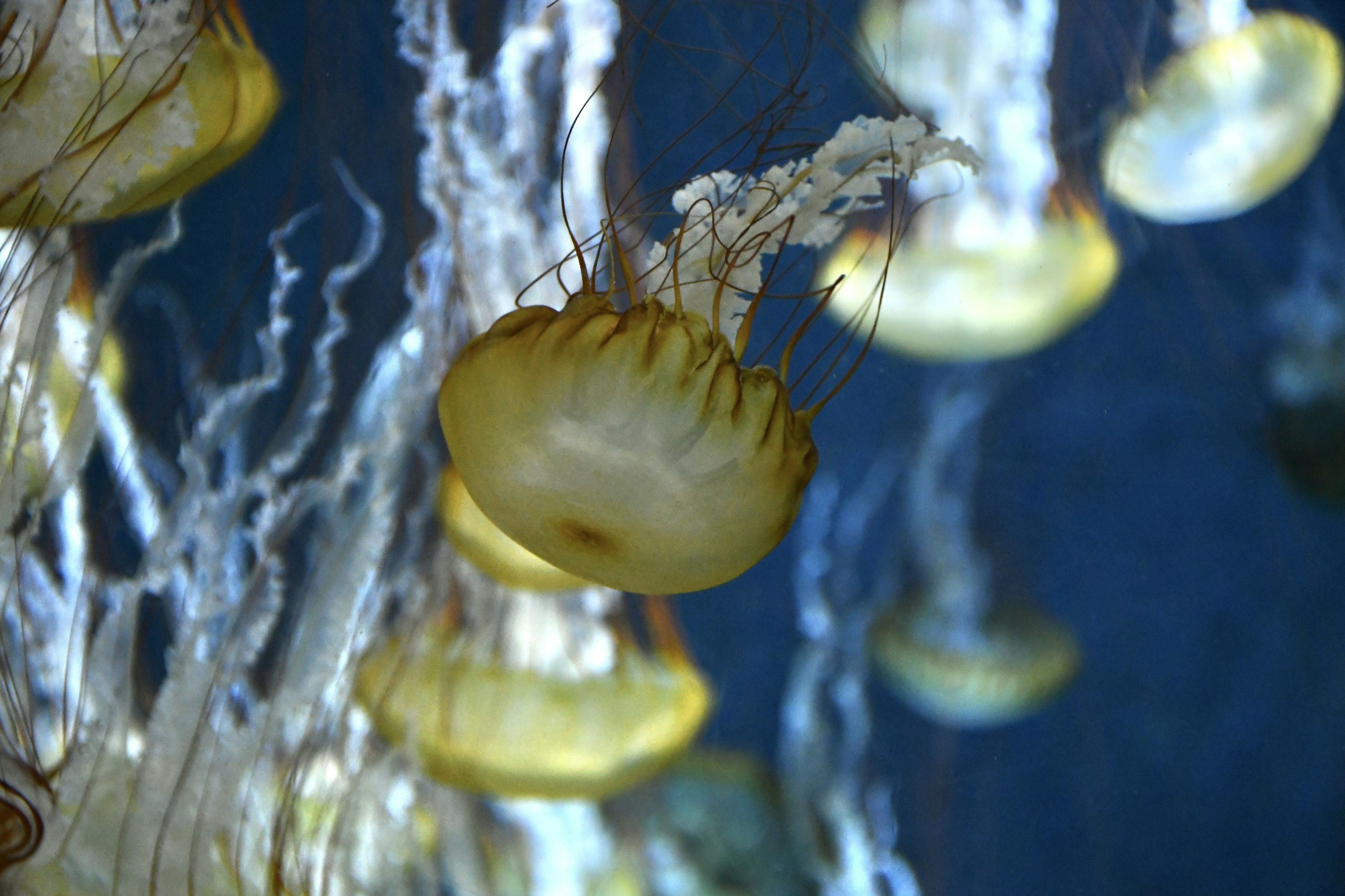 青い背景に浮かぶクラゲの群れが特徴的