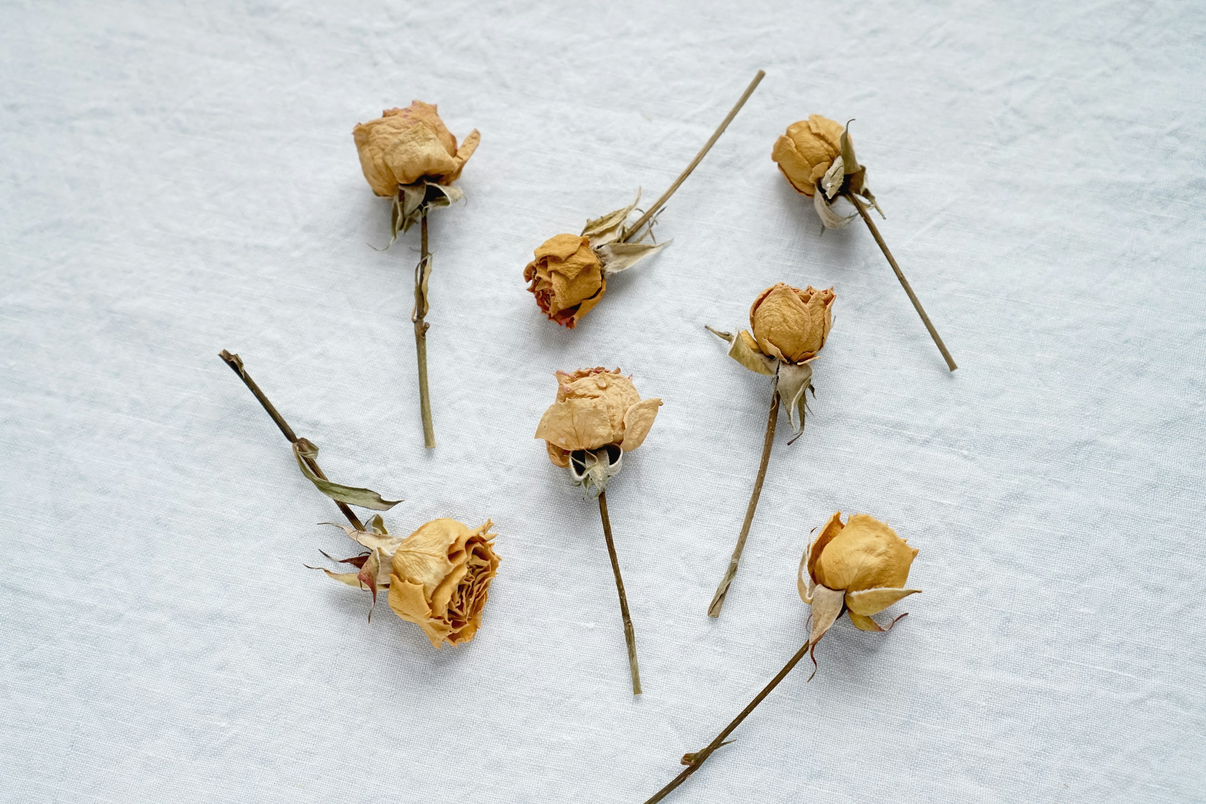 Rosas secas esparcidas sobre un fondo blanco