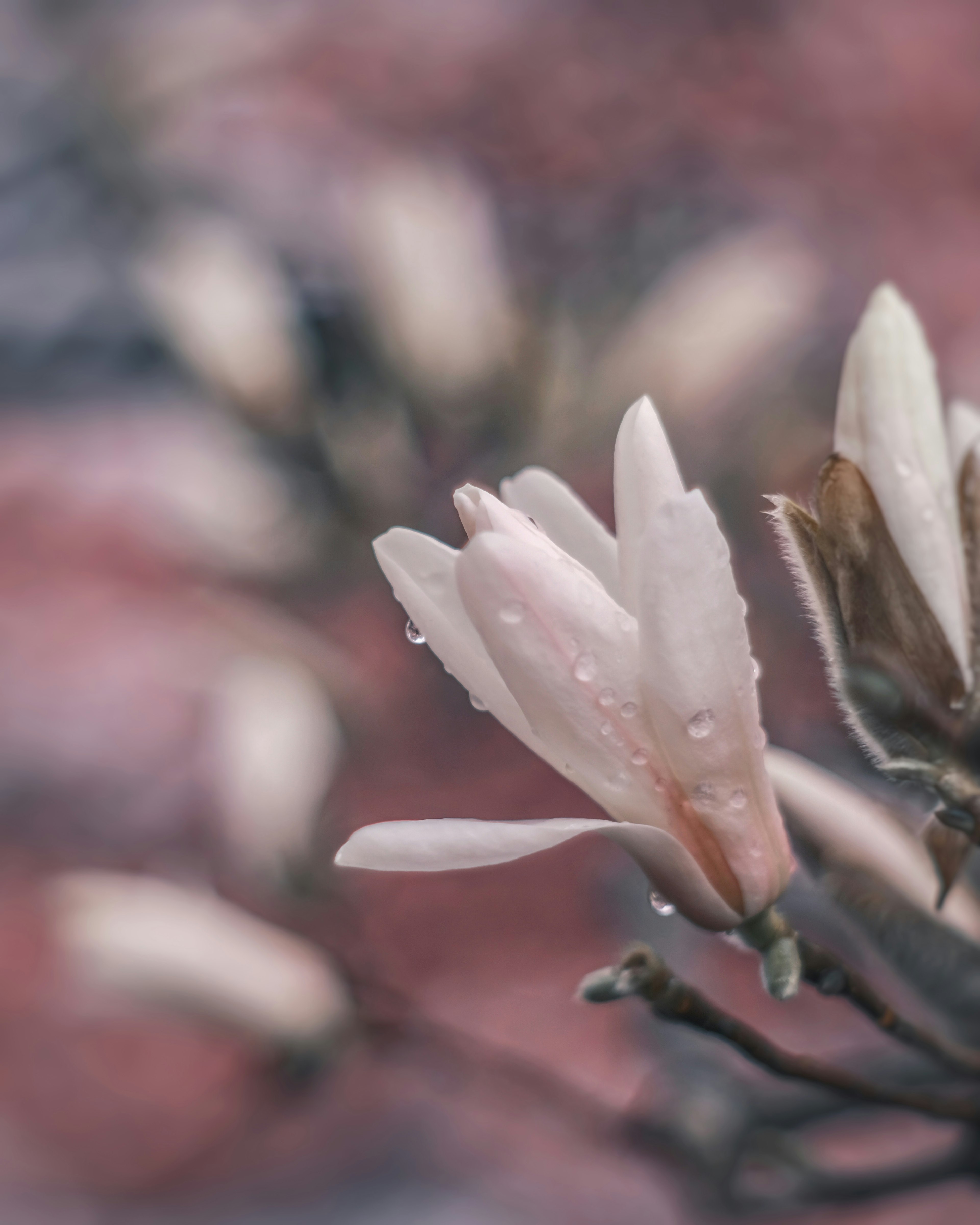 Flor rosa delicada con gotas de agua sobre un fondo rosa suave