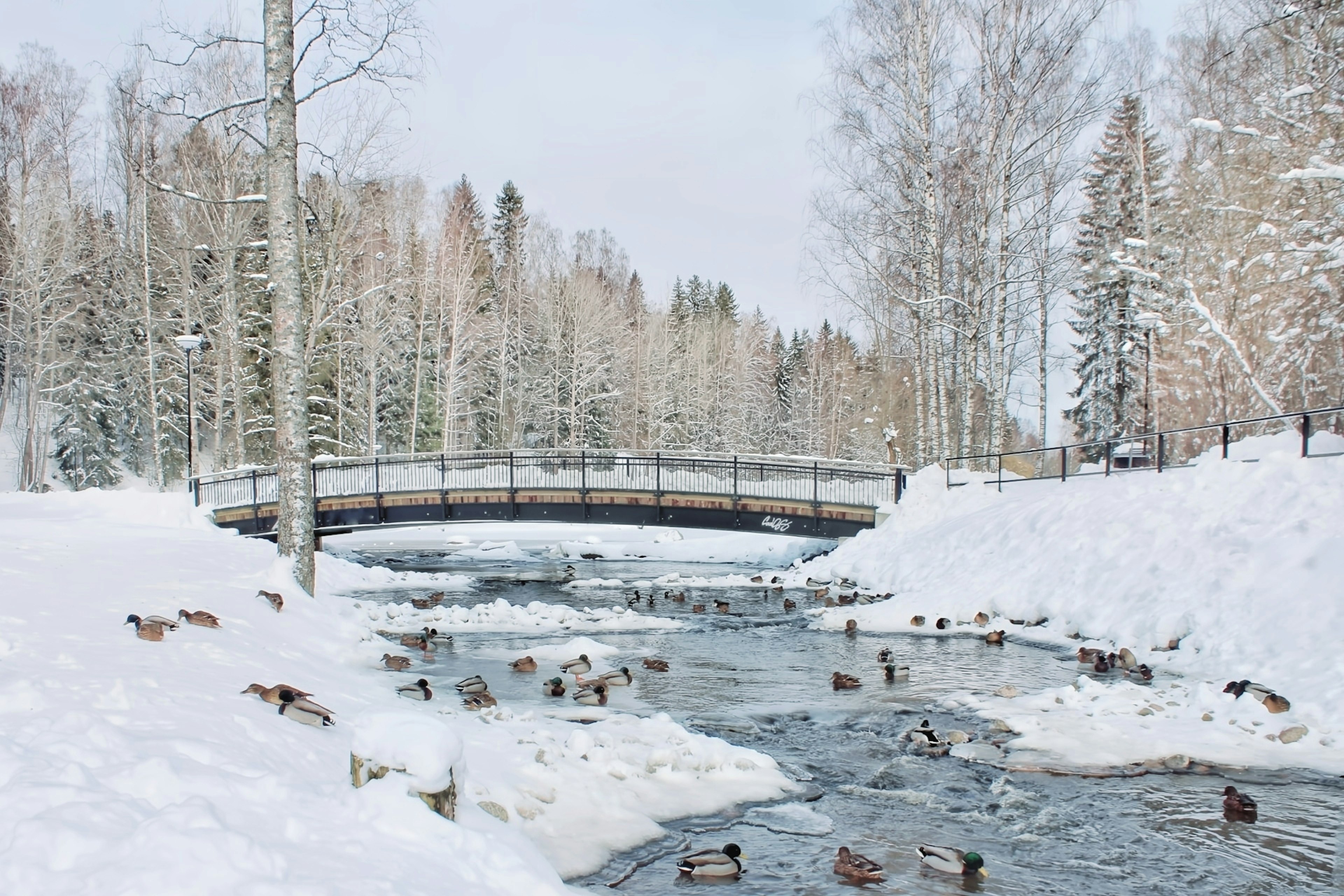 Ponte coperto di neve e fiume che scorre con anatre in un paesaggio invernale