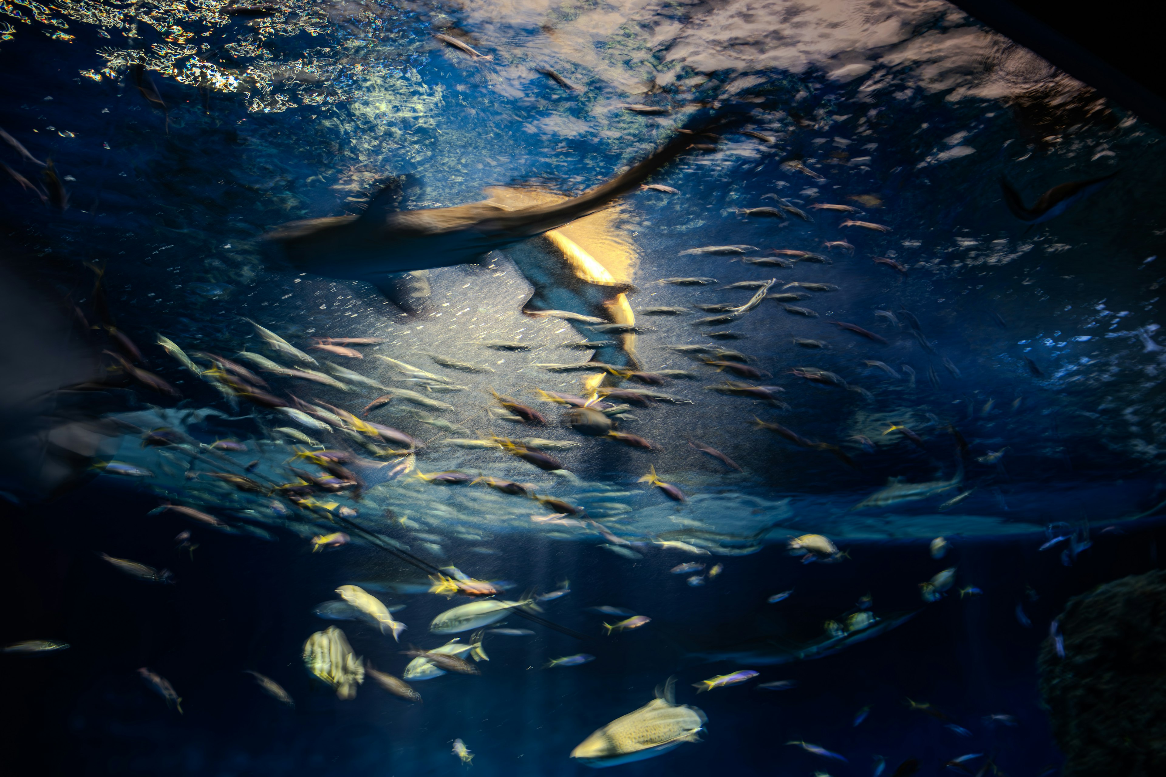 Shark swimming among schools of small fish in an aquarium