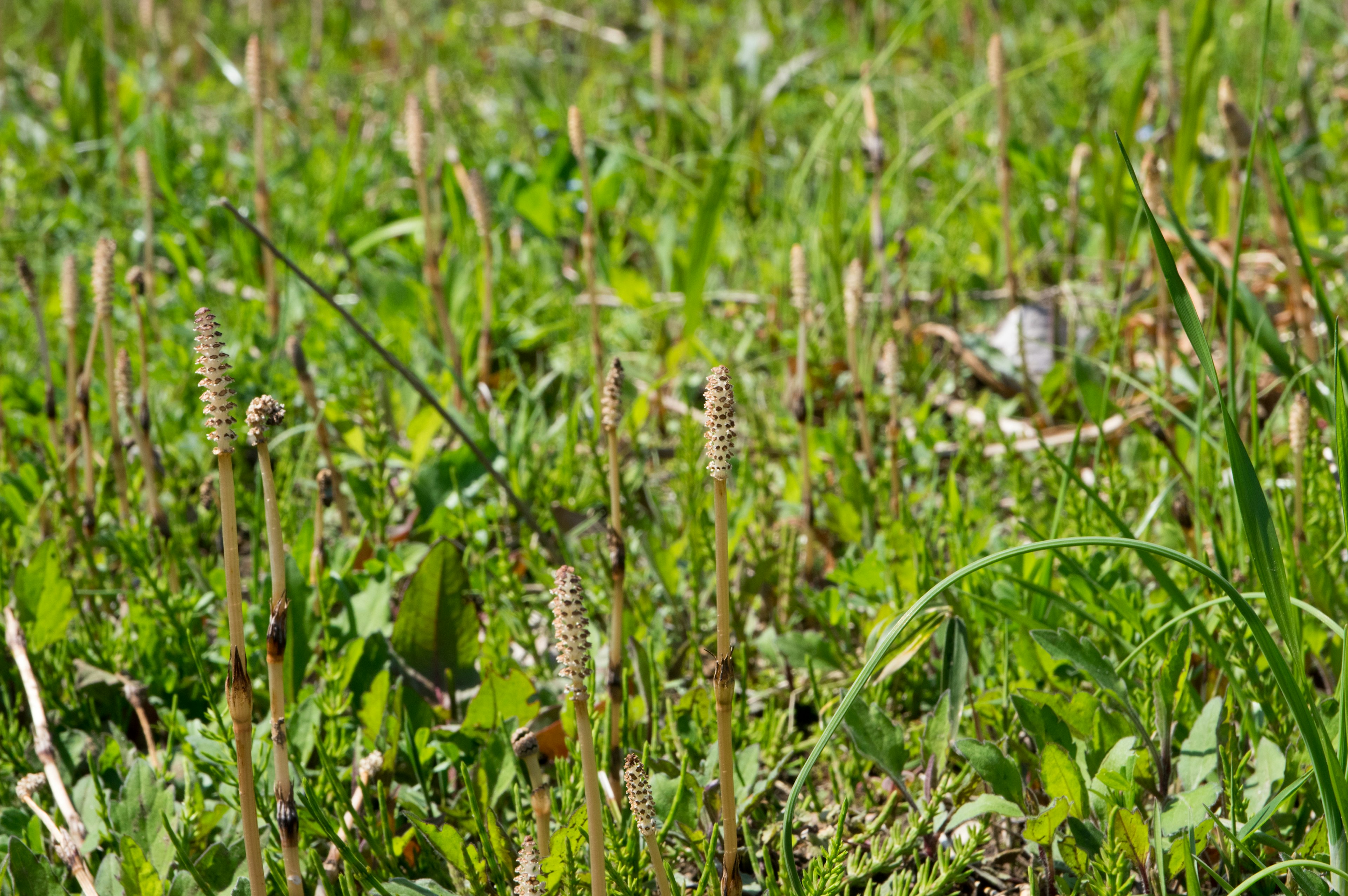 Herbe verte luxuriante avec diverses plantes qui poussent