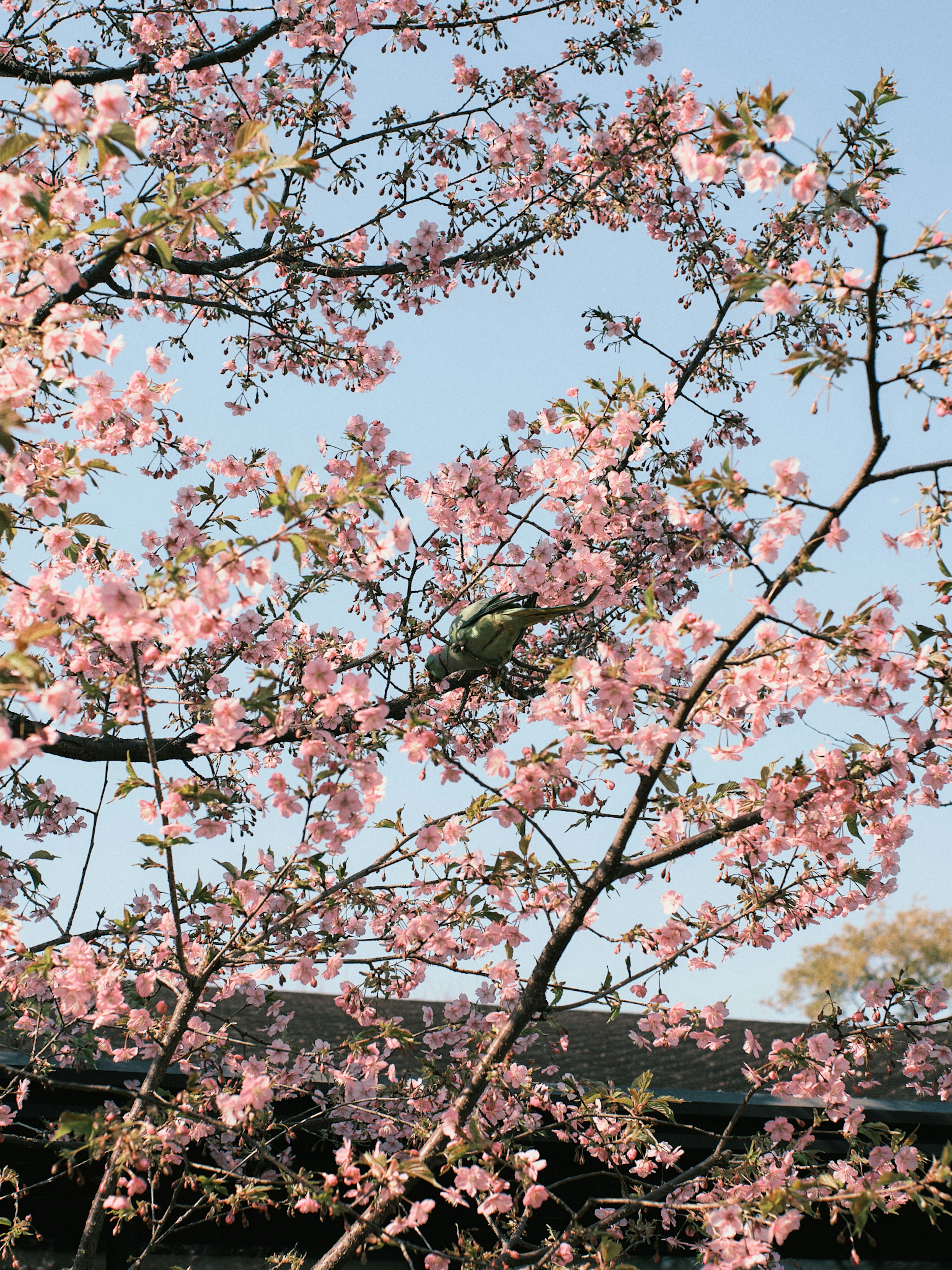 Eine Szene mit blühenden Kirschblüten und einem Vogel in den Zweigen vor einem klaren blauen Himmel