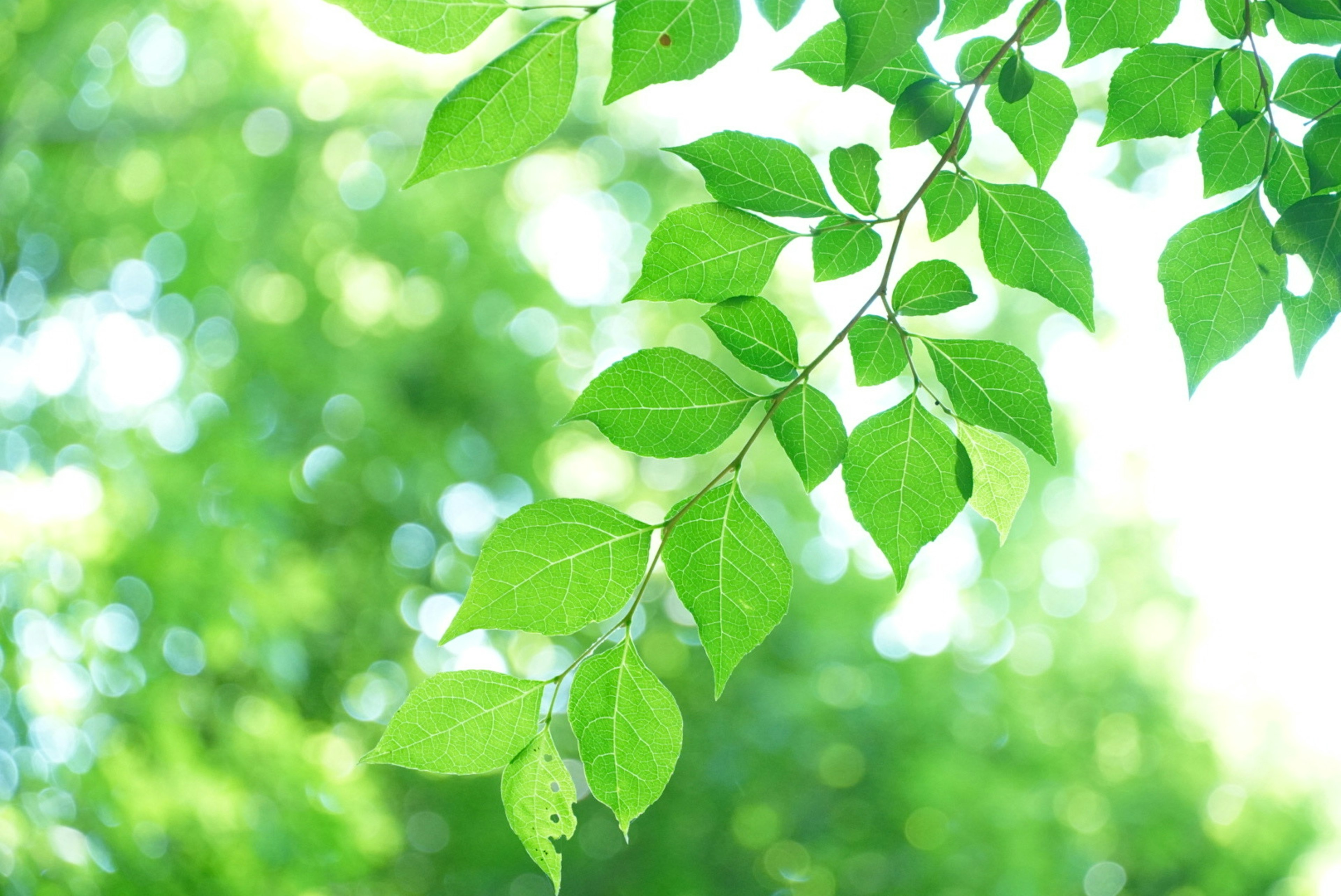 Feuilles vertes brillantes éclairées par la lumière du soleil