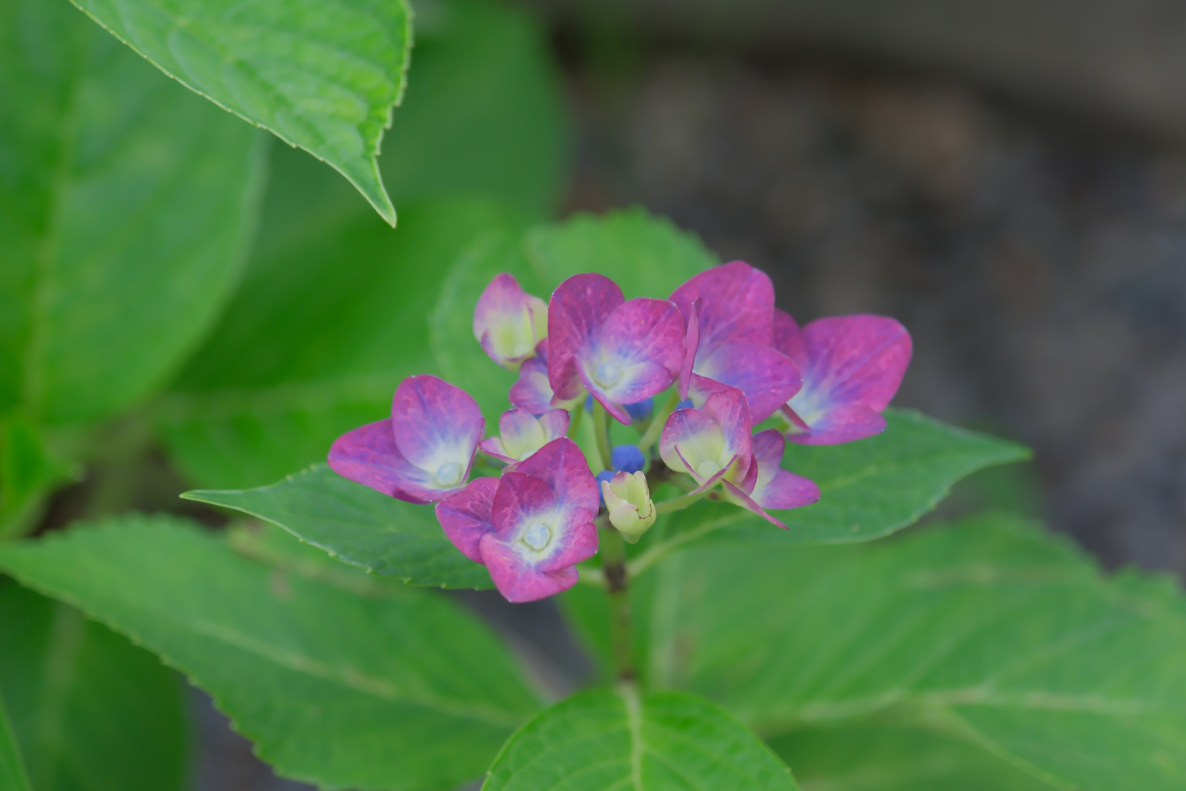 Primo piano di fiori viola circondati da foglie verdi