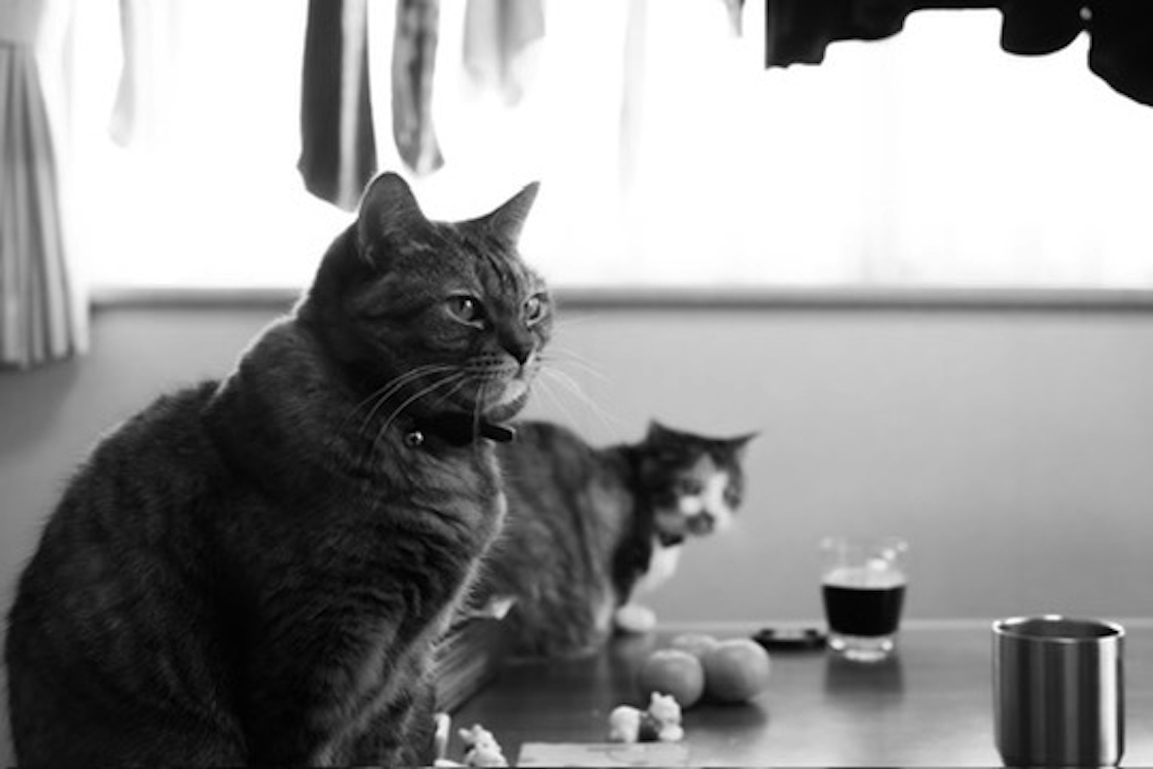 Gato gris sentado en una mesa con otro gato al fondo luz que entra por la ventana escena en blanco y negro