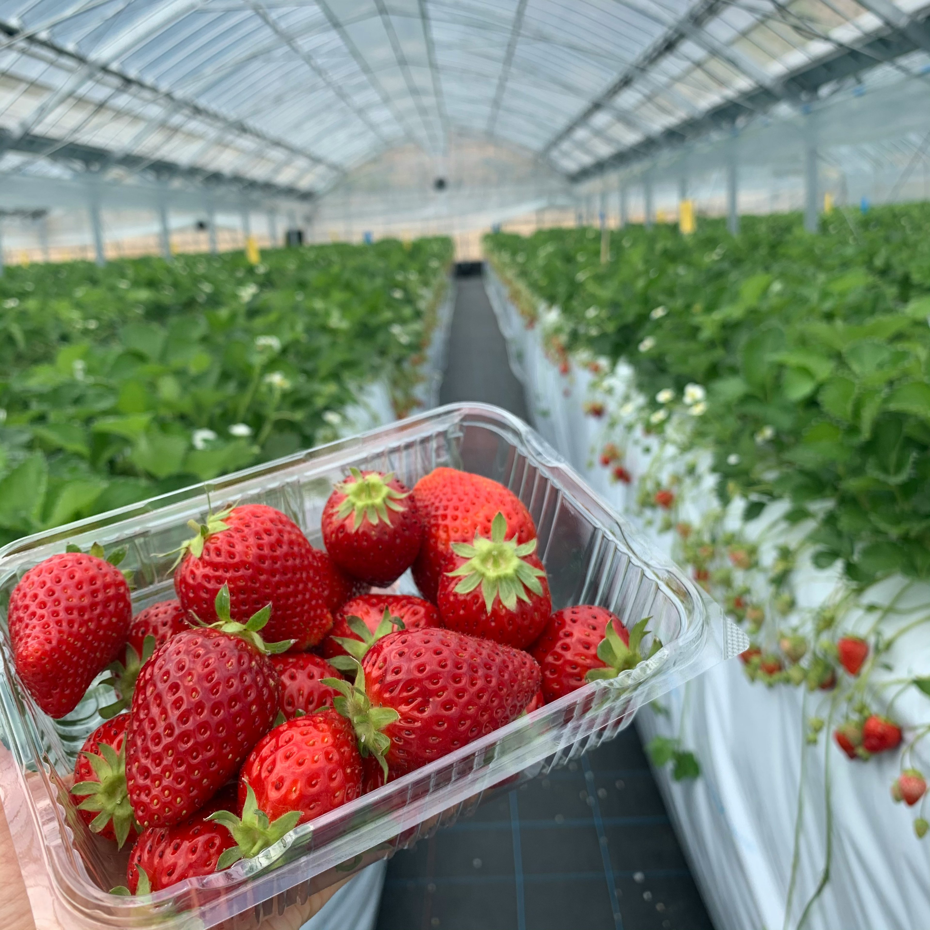 Fraises fraîchement récoltées dans un contenant à l'intérieur d'une serre