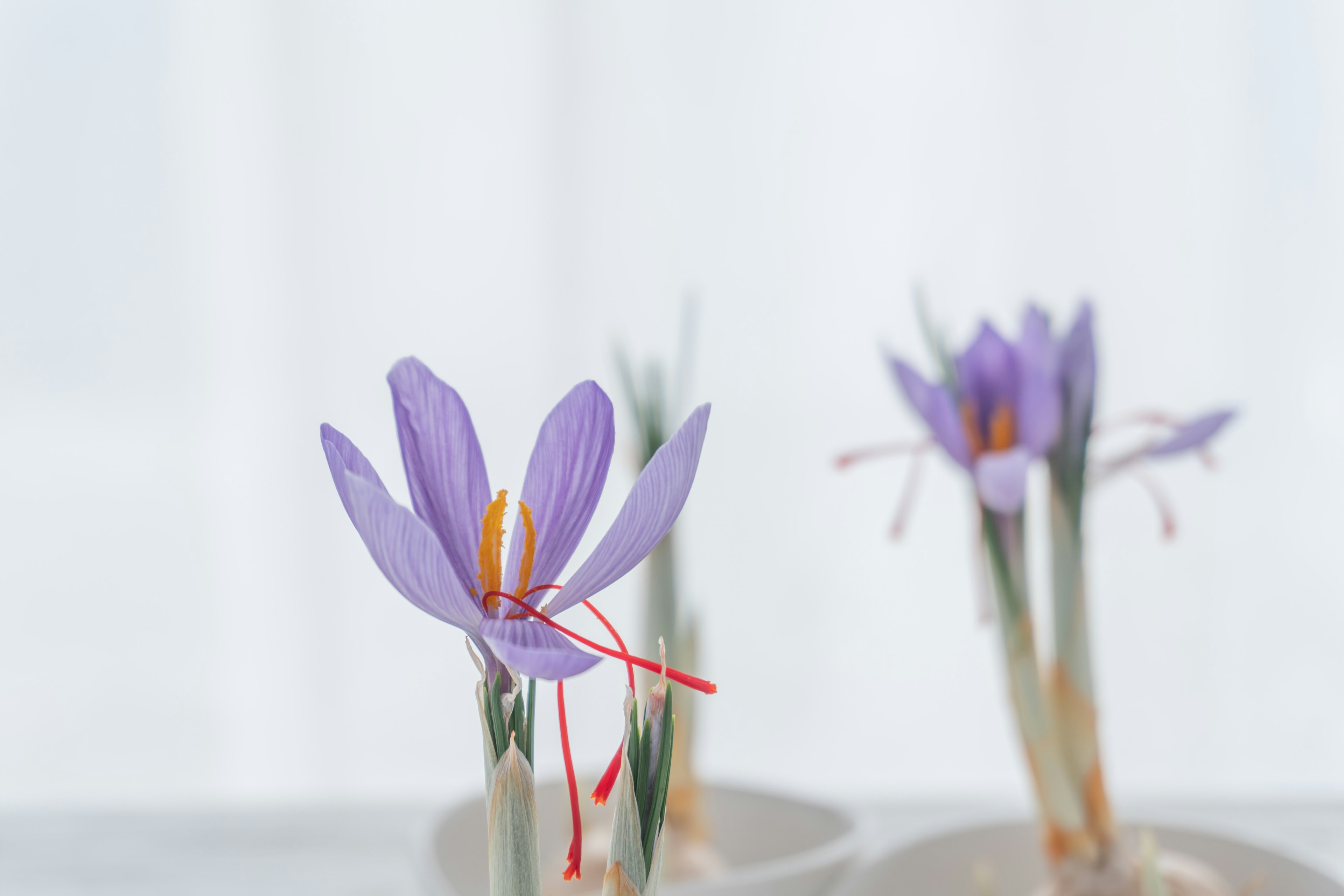 鮮やかな紫色の花と細い緑の茎が特徴のサフランの花