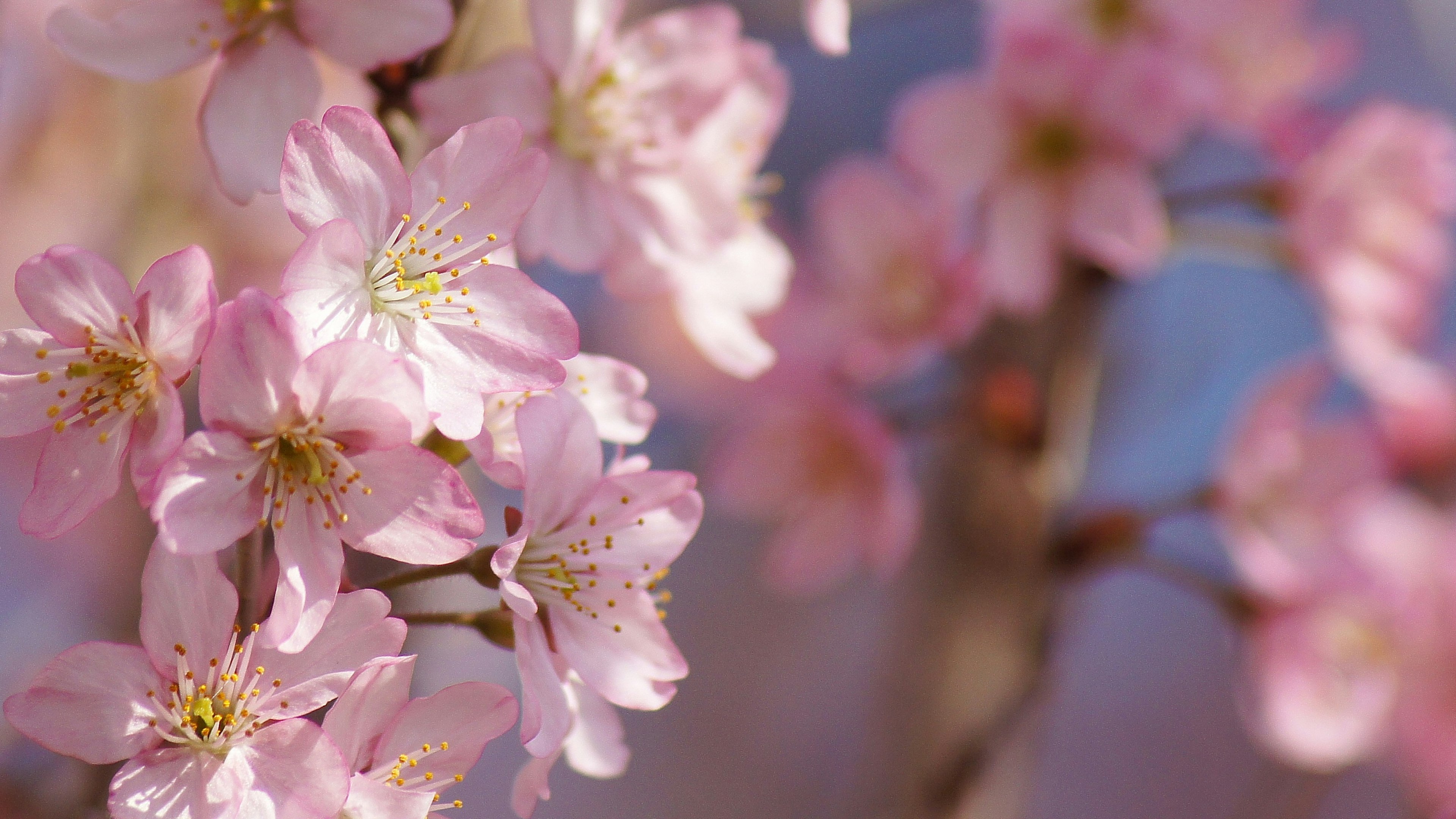 Nahaufnahme von Kirschblüten mit rosa Blütenblättern und blauem Hintergrund