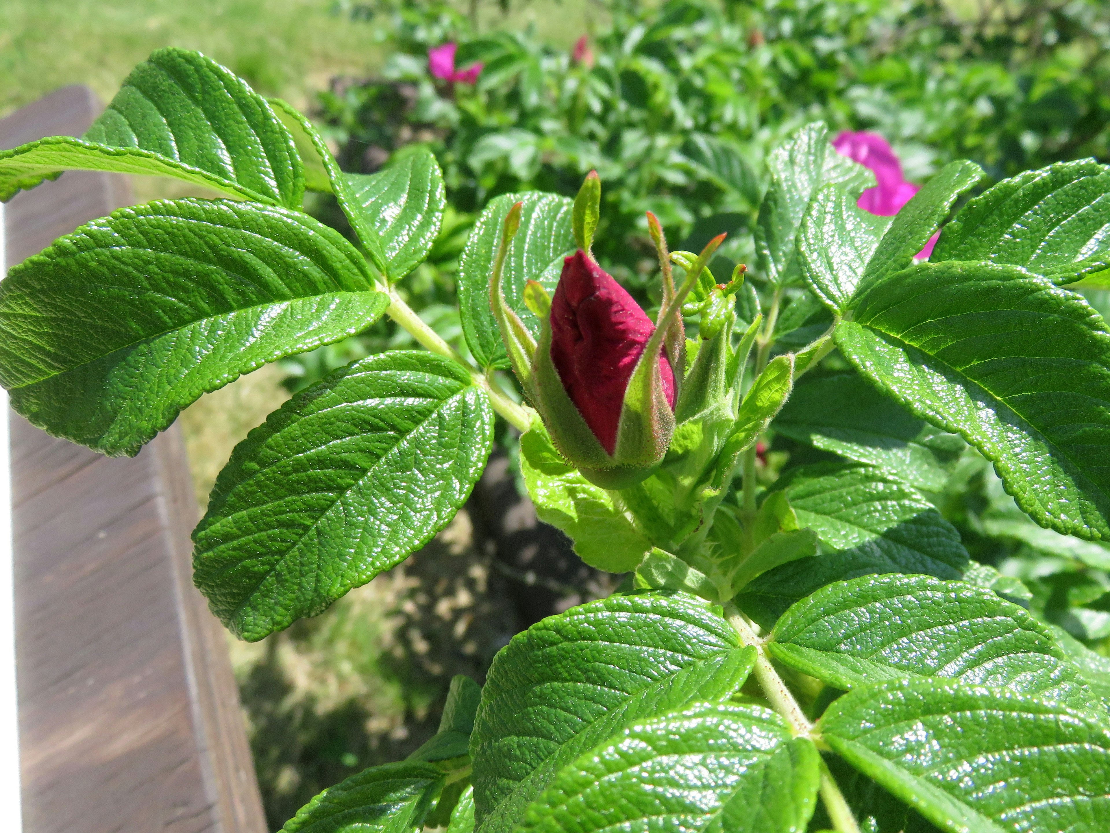 Nahaufnahme einer Rosenknospe mit grünen Blättern in einem Garten