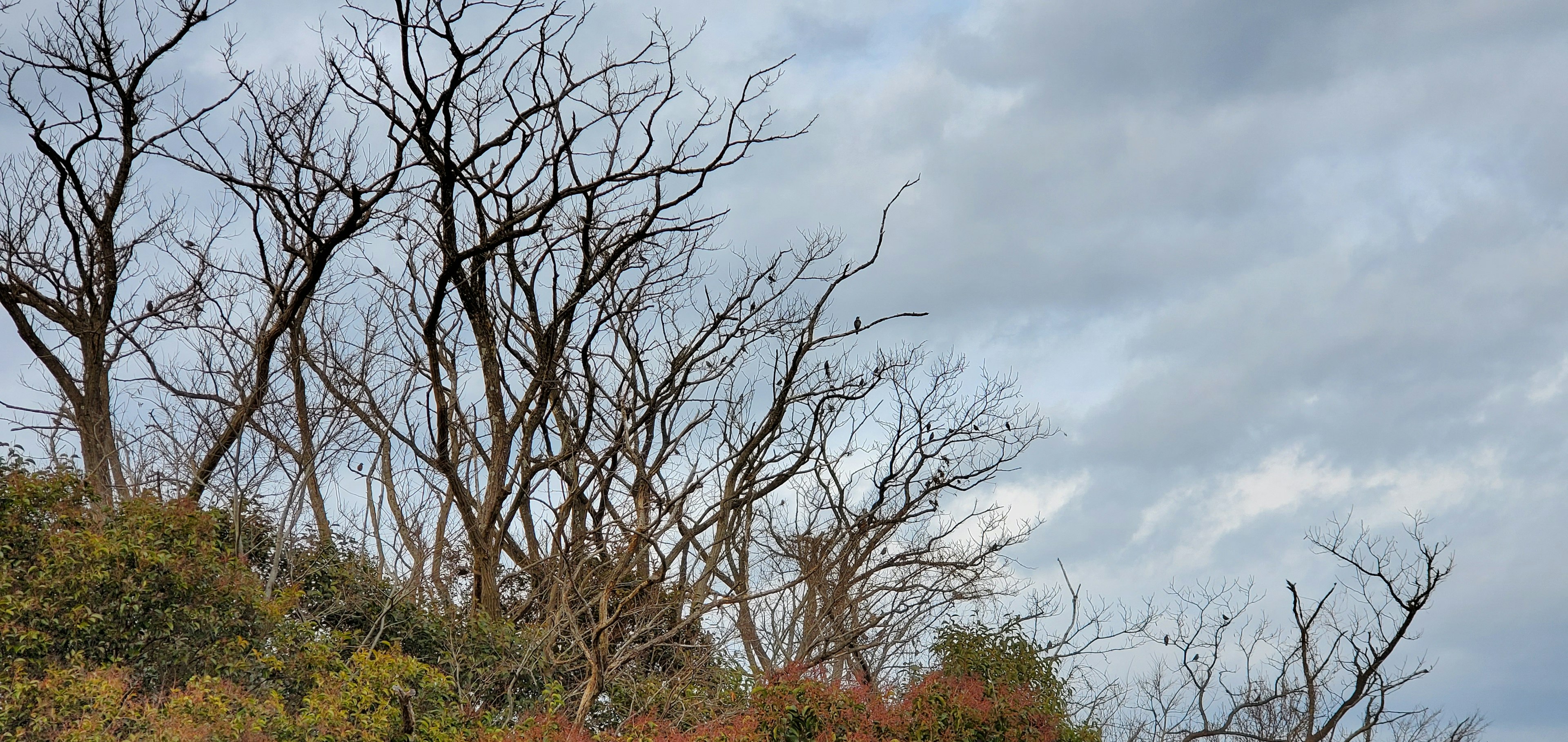 Landscape with bare trees under a blue sky