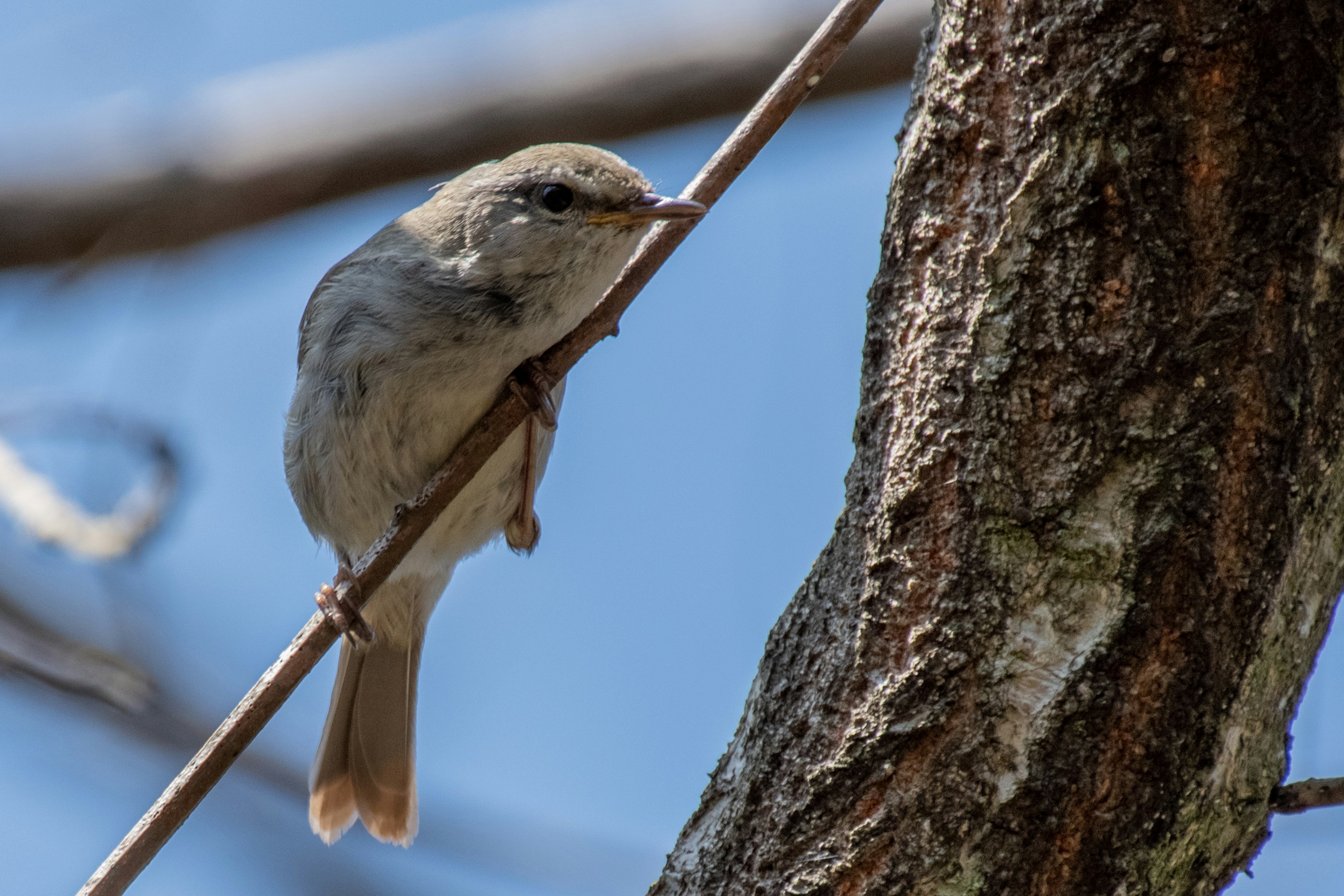 Primo piano di un piccolo uccello appollaiato su un ramo