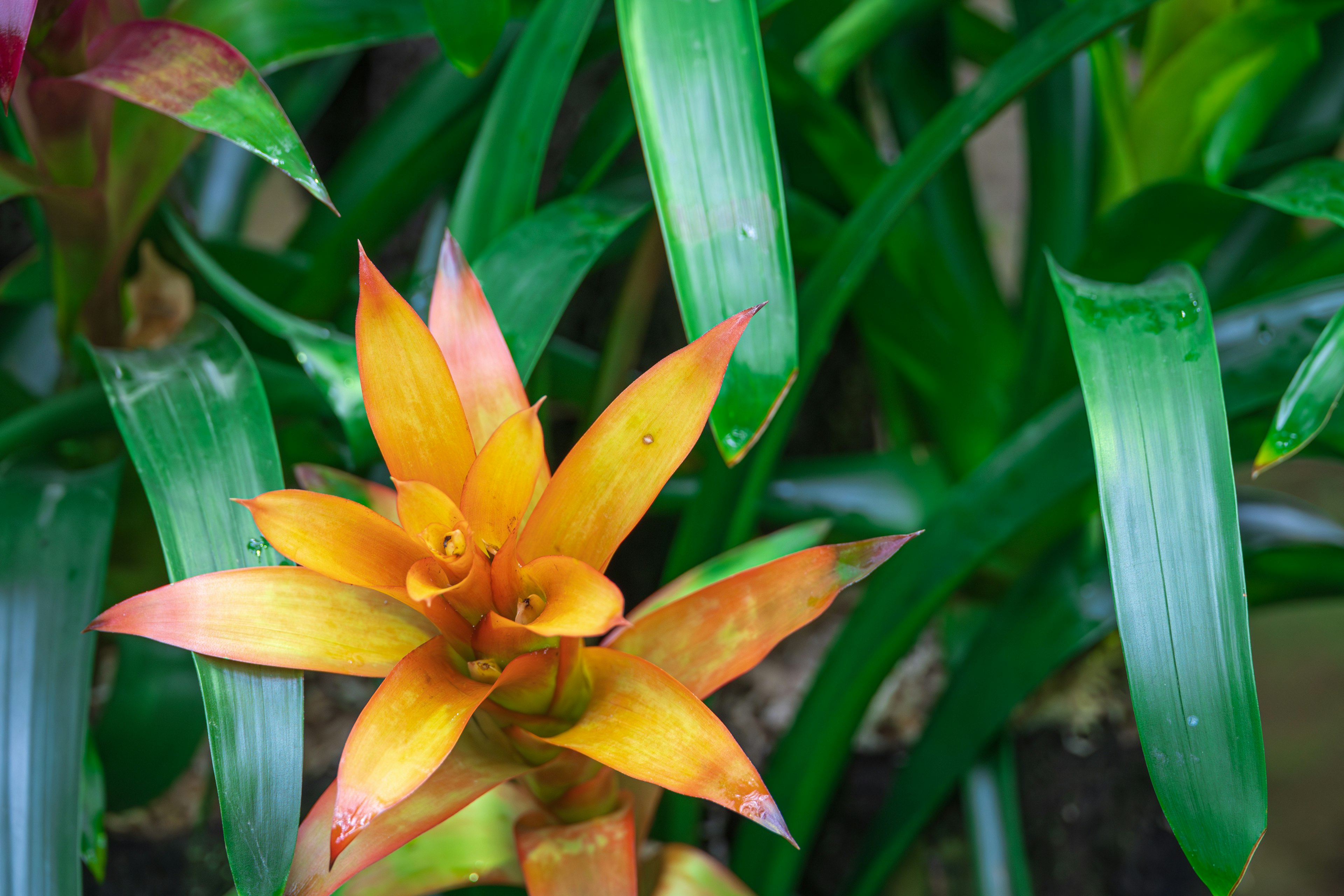 Fiore arancione e giallo circondato da foglie verdi