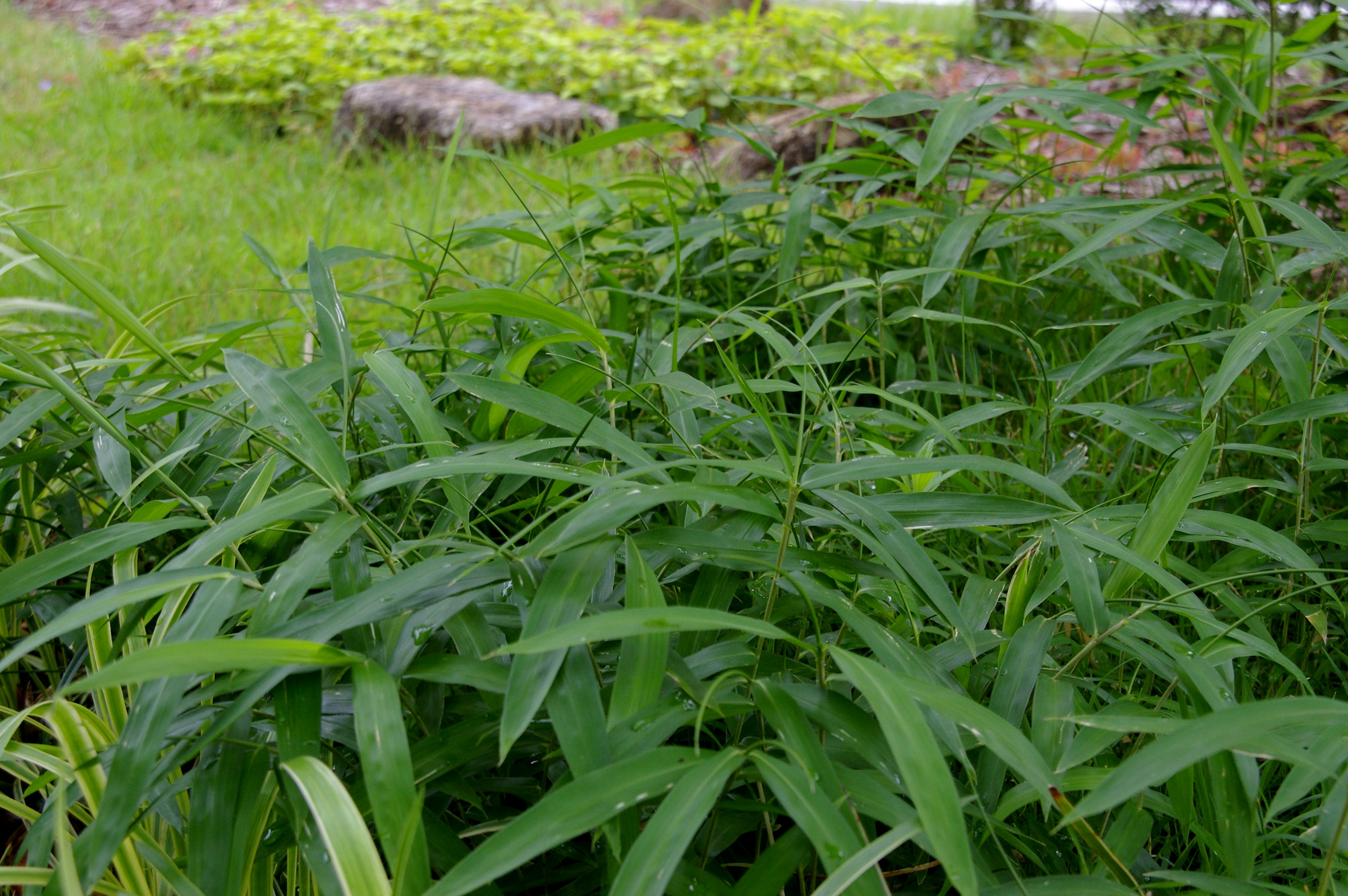 茂盛的綠色葉子在草地上，背景中可見石頭