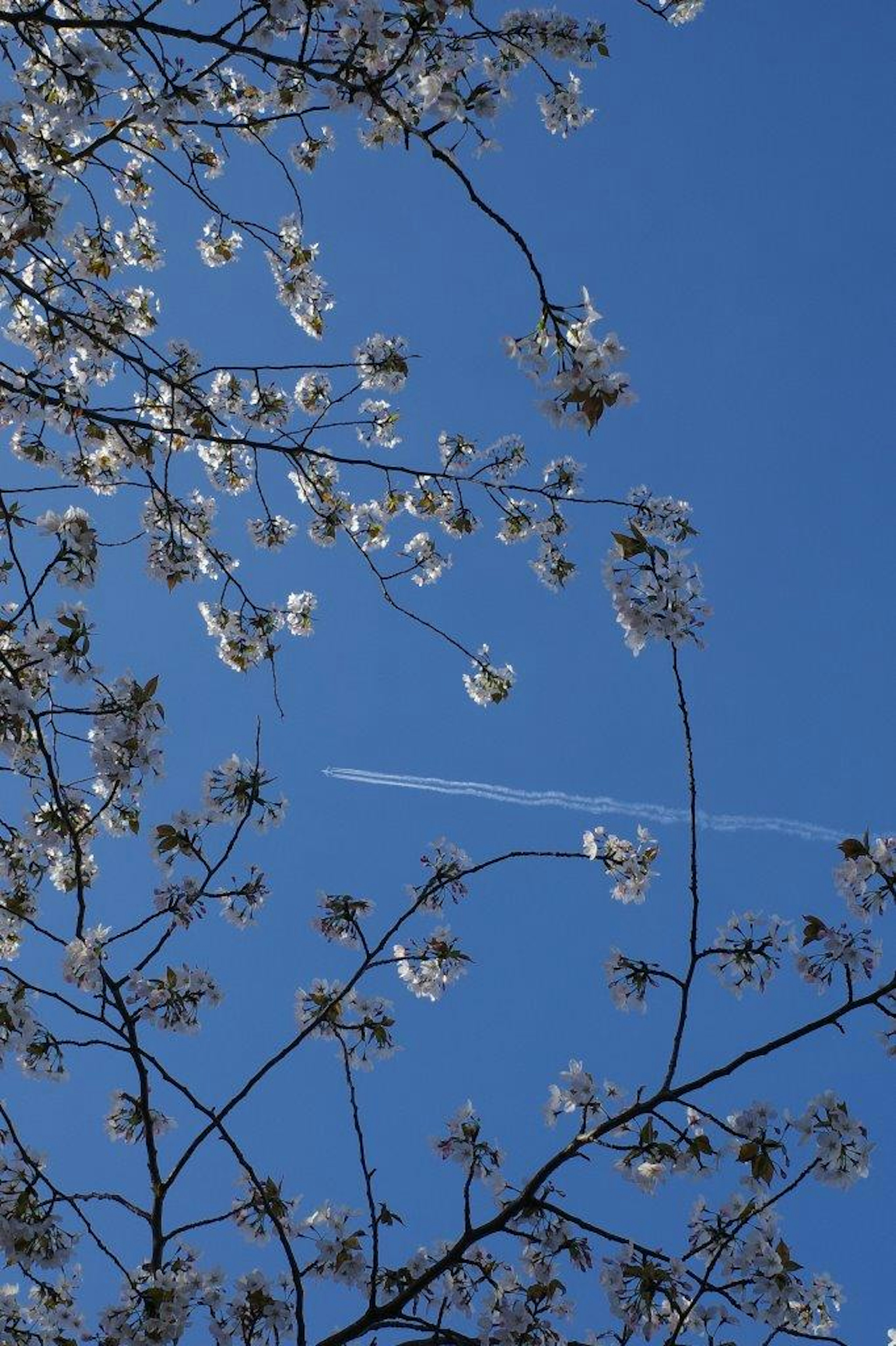 Cherry blossoms against a clear blue sky with a contrail