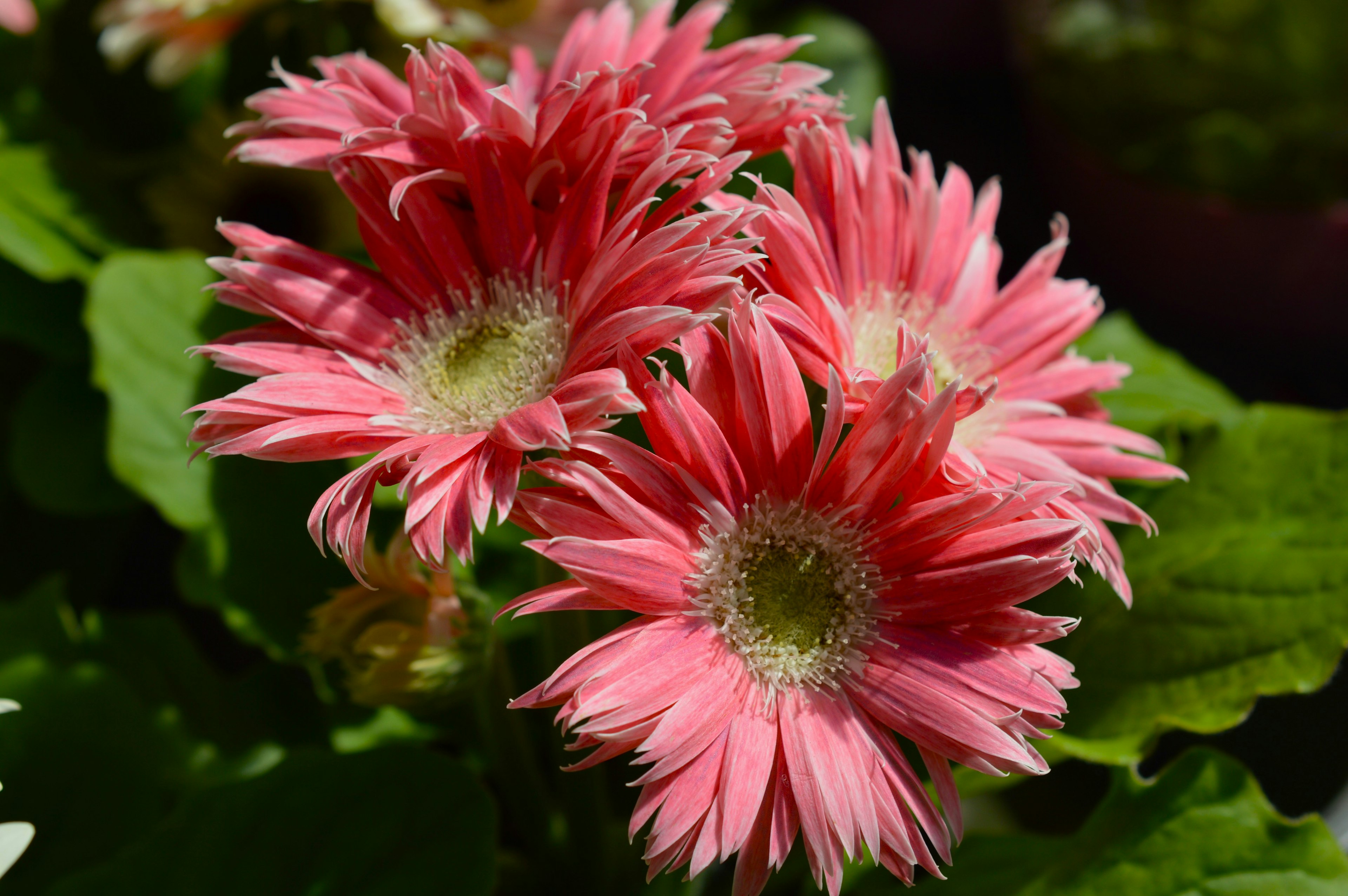 Pink gerbera daisies blooming with green leaves