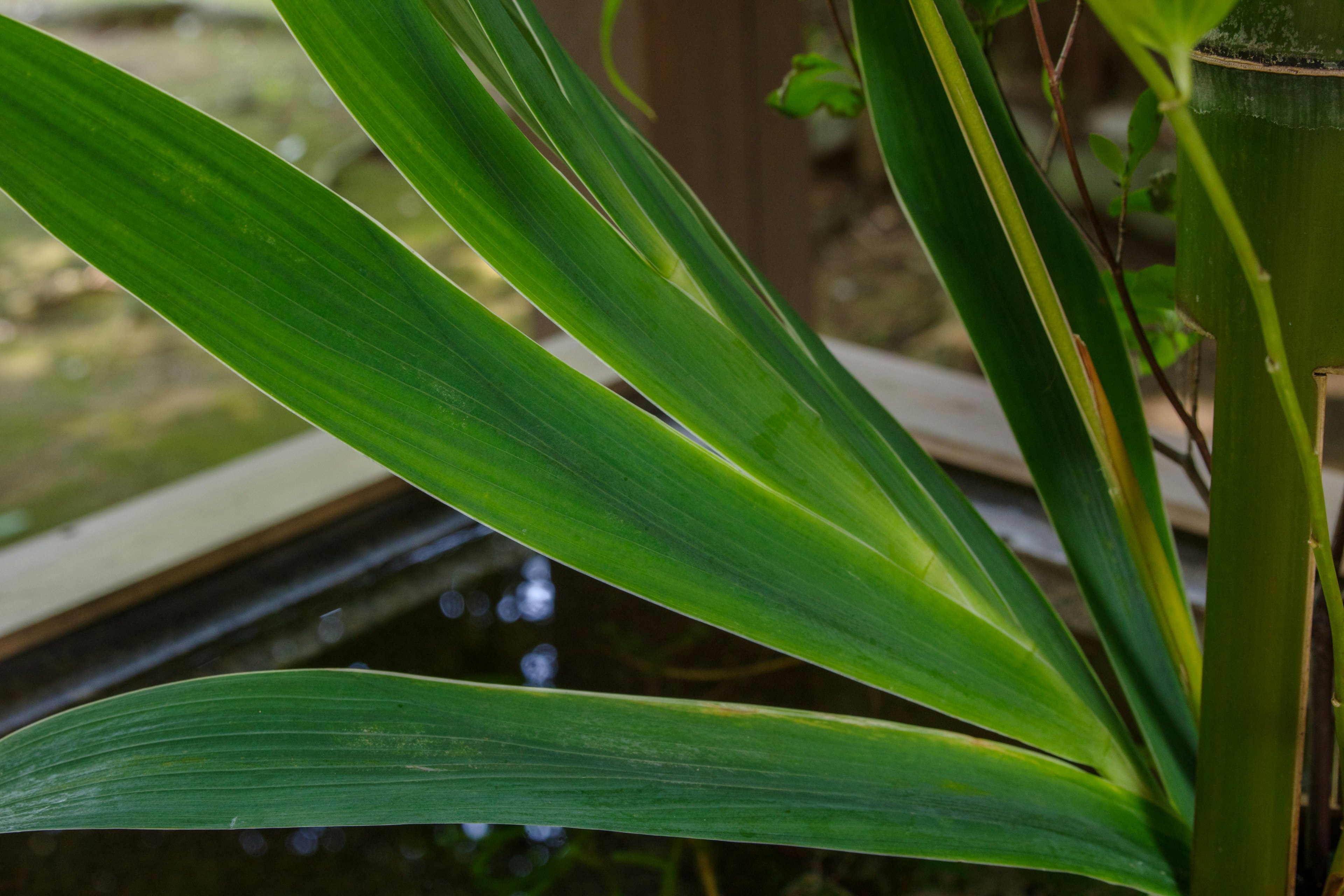 Primer plano de una hoja de planta verde cerca de la superficie del agua