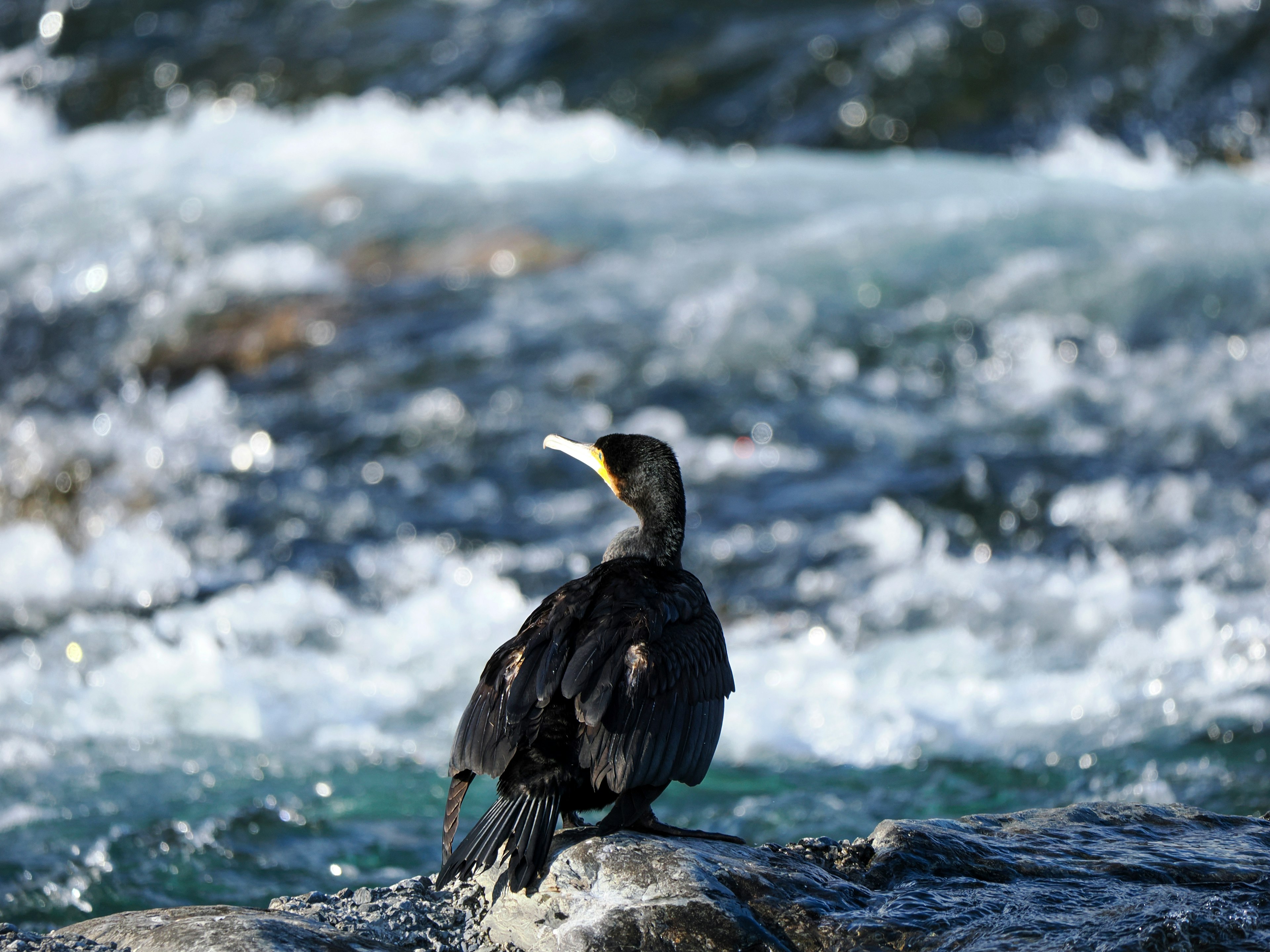 Kormoran hitam berdiri di atas batu di tepi air