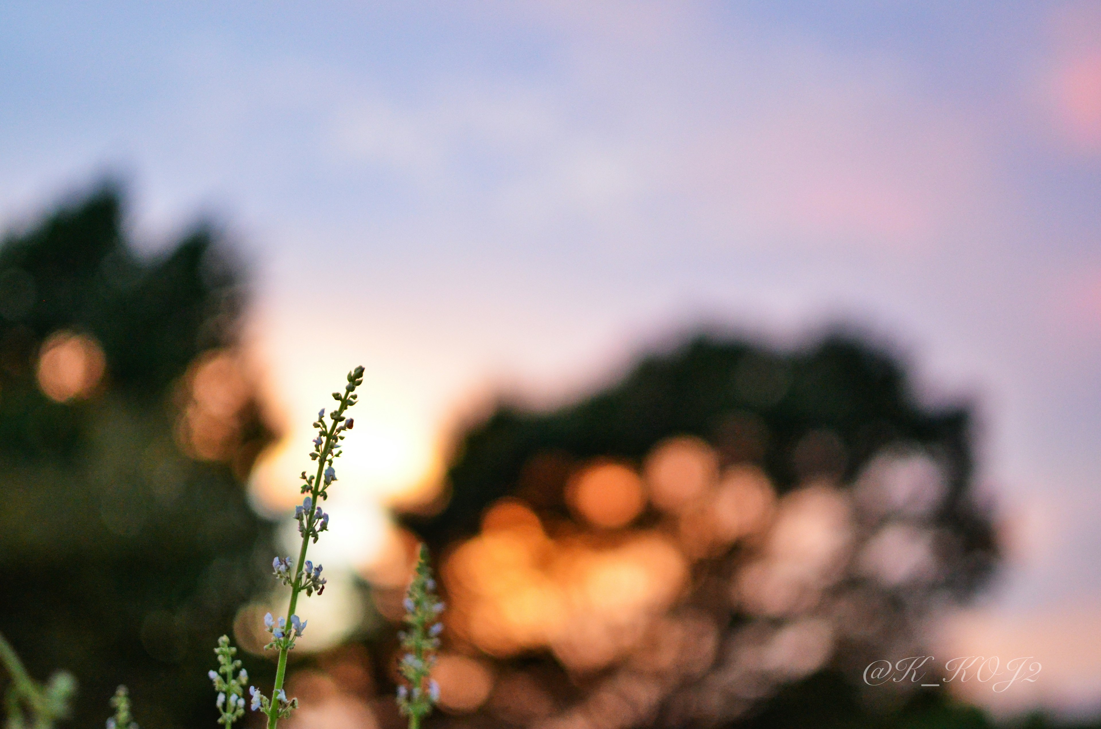 Blurred trees in the background with small flowers in the foreground against a sunset