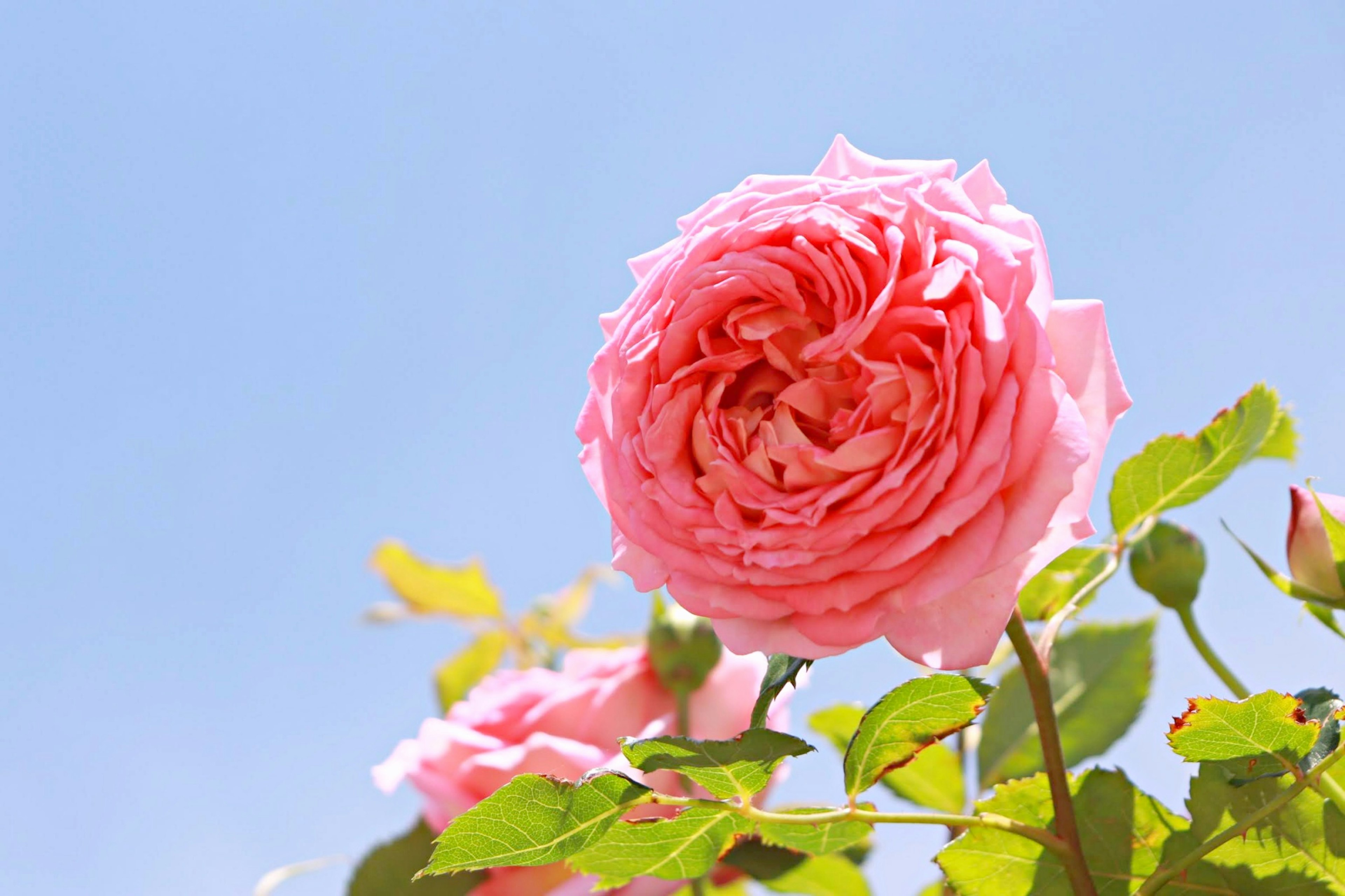 Flor de rosa rosa floreciendo bajo el cielo azul