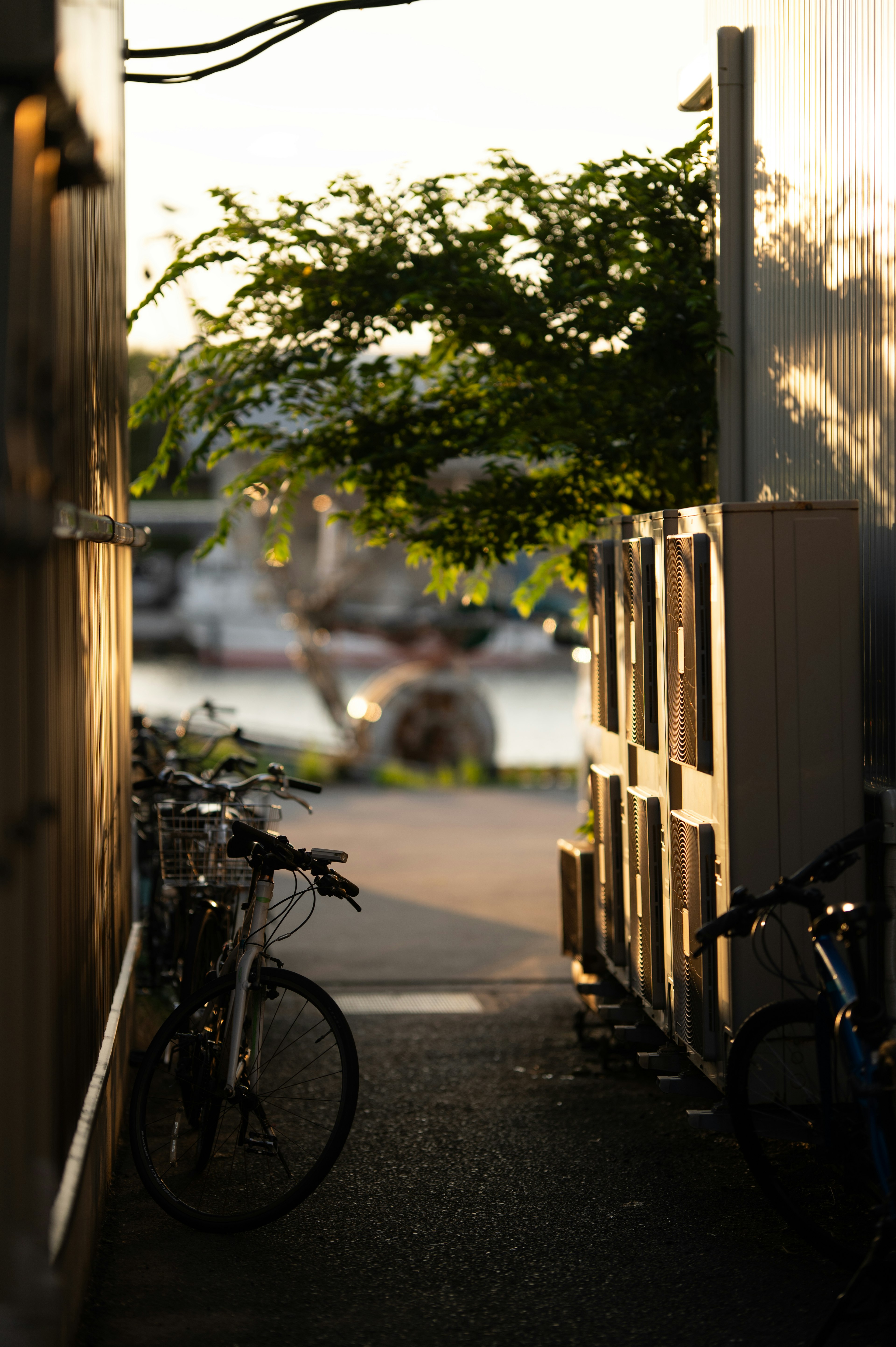 夕暮れの小道に自転車が並ぶ緑の木々が見える